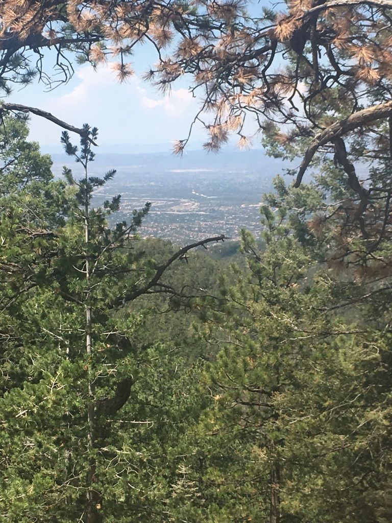 Hazy distant view of an urban area framed by green and brown tree branches. - Chamisa and Borrego Loop