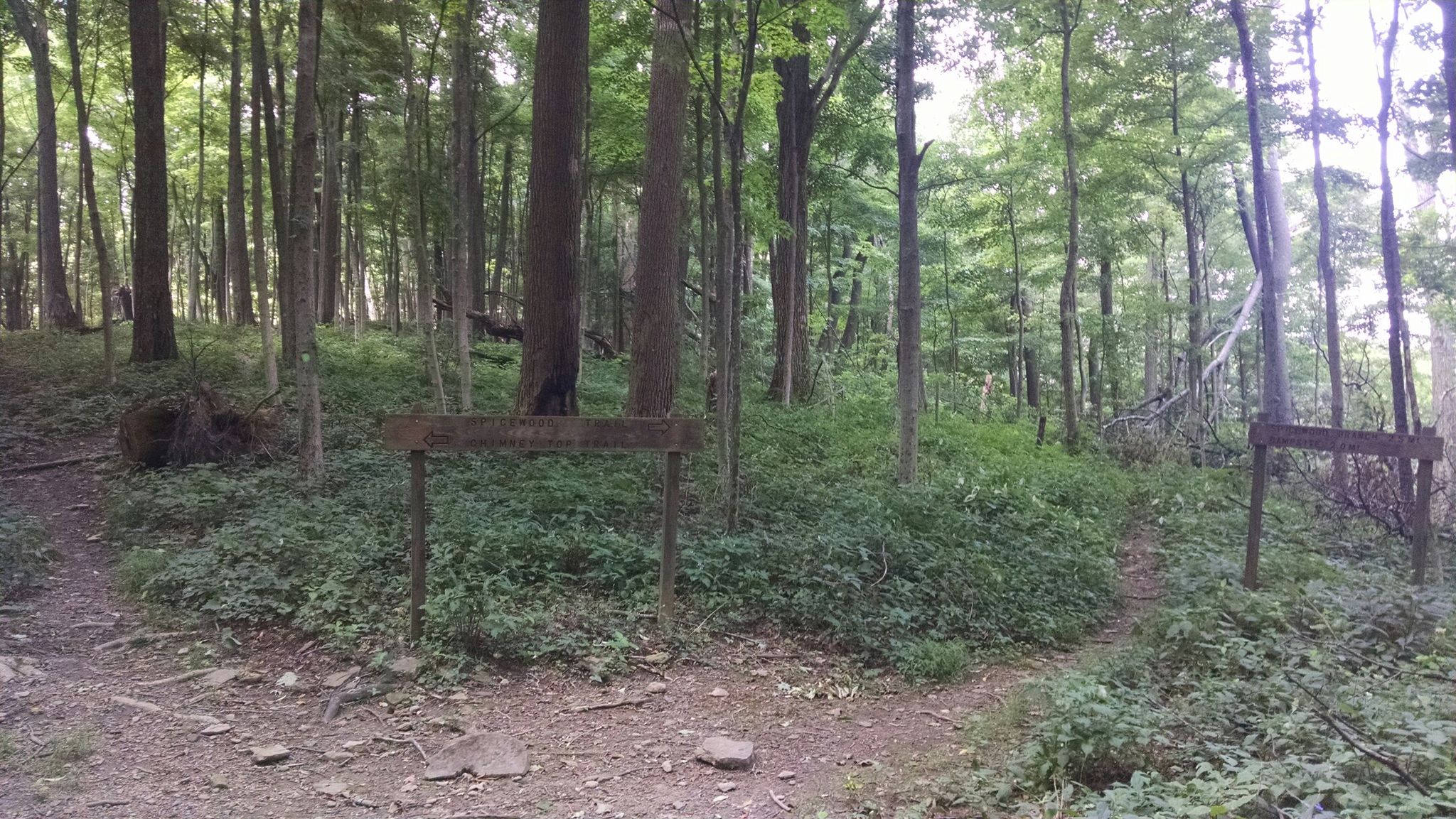 A fork in a forest path with wooden signs and green undergrowth. - Chimney Top and Spicewood Trail Loop