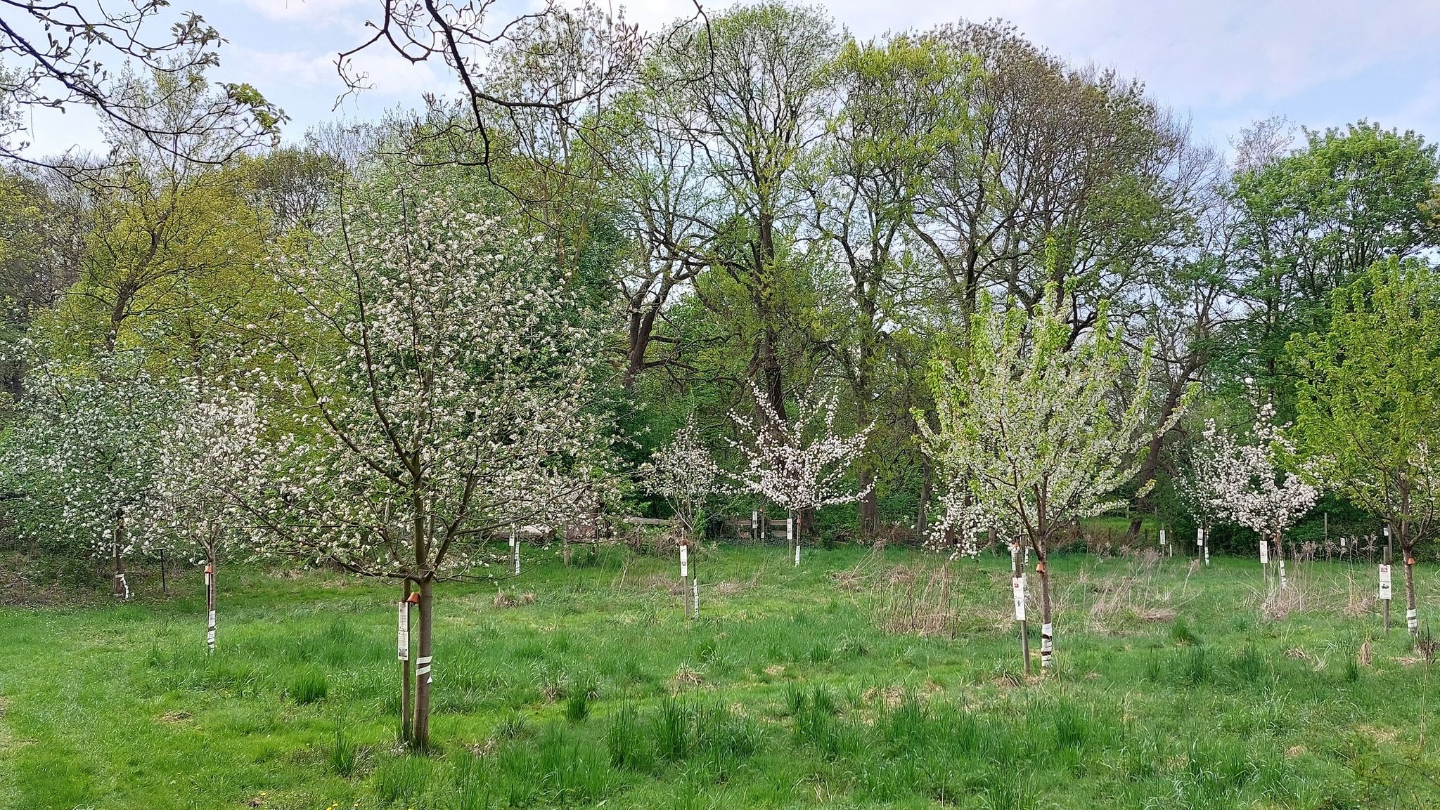 Obstbaumgarten in Rapen