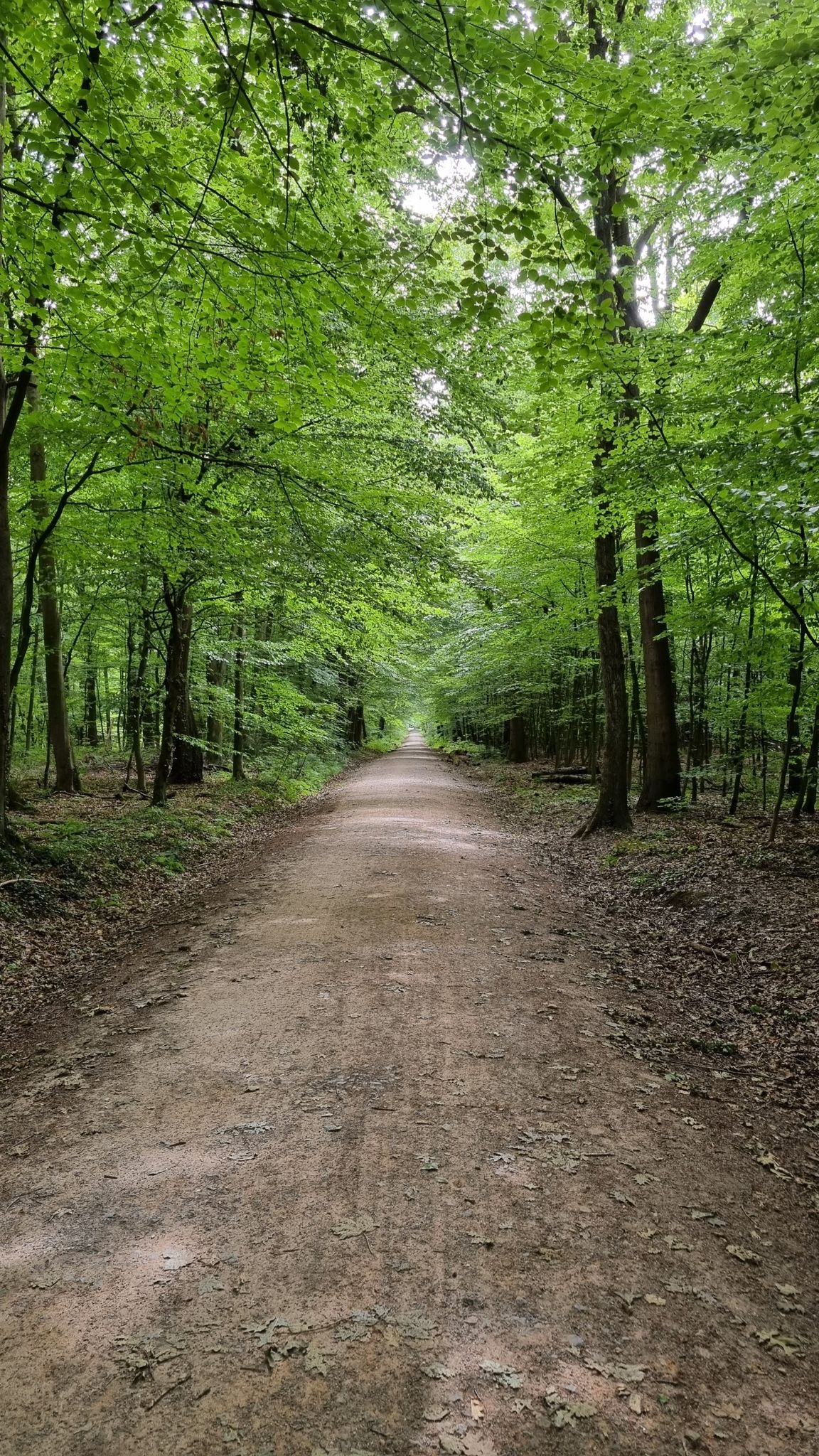 Bürgermeister Weg