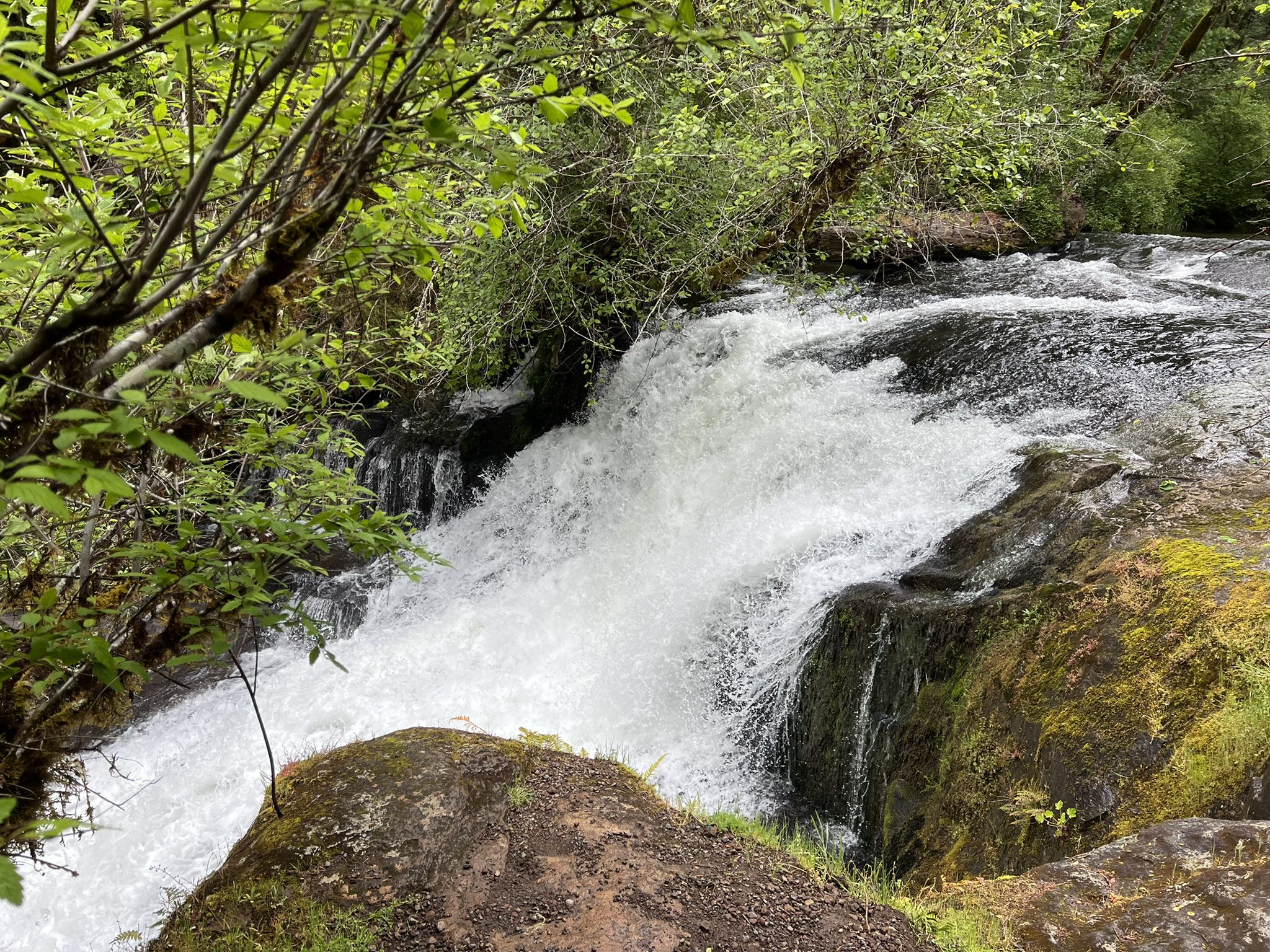 A powerful waterfall cascades over dark rocks surrounded by lush green forest. - Alsea Falls Recreation Area – Alsea Falls loop from Bald Hill Natural Area
