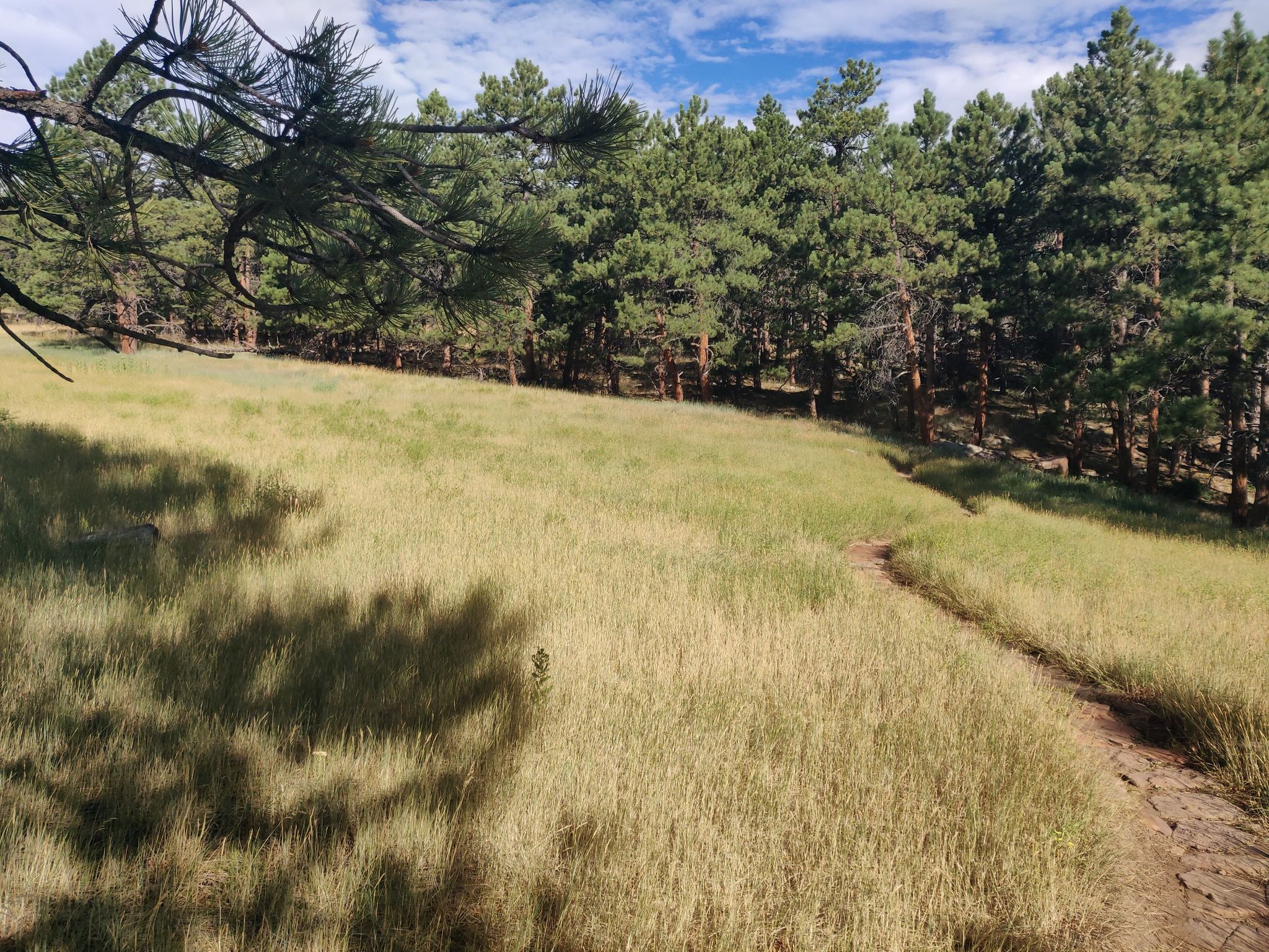 Sunny field with a dirt path leading into a dense pine forest. - Mountainbike loop from Lefthand Trailhead