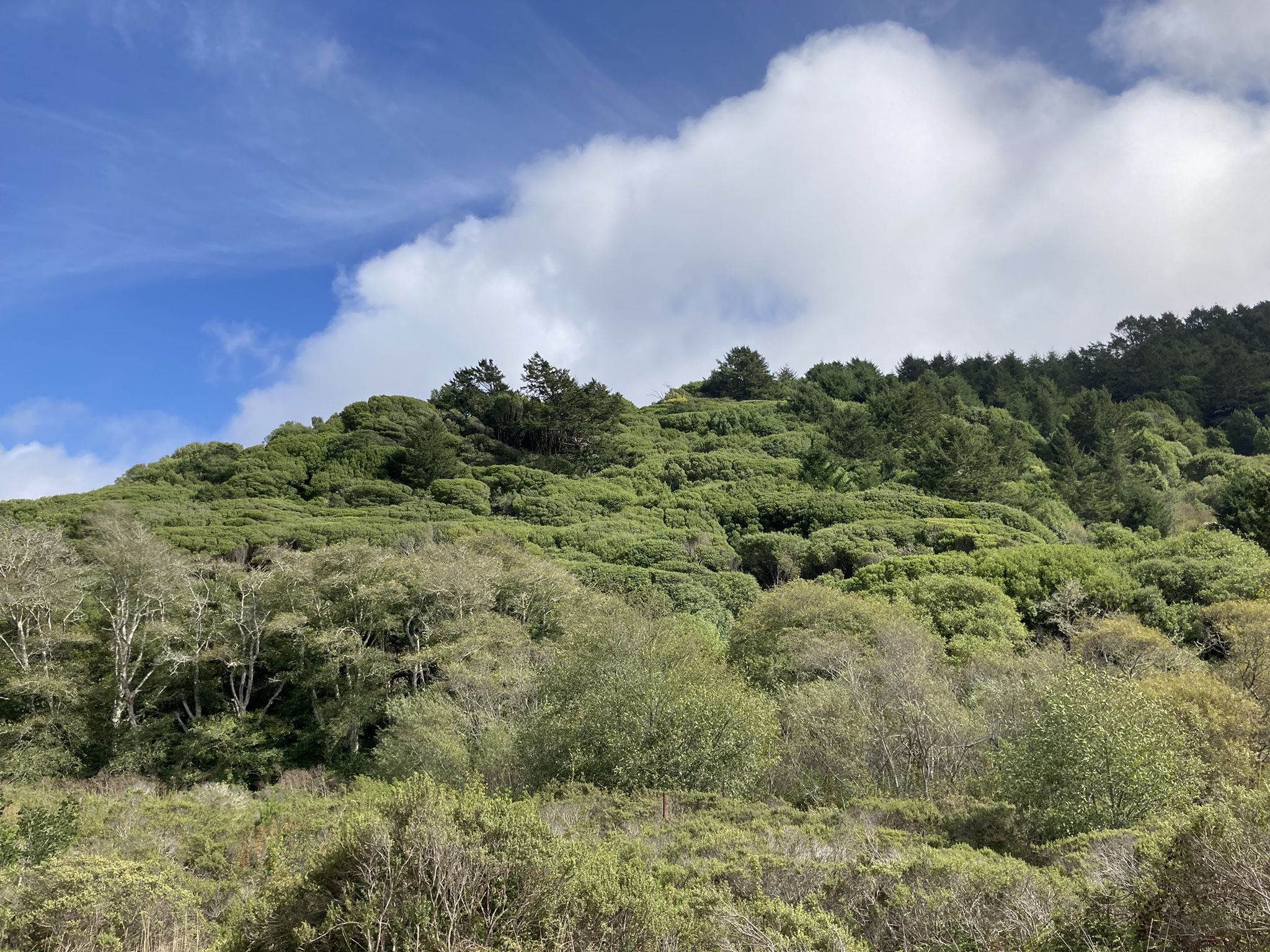 Lush green forested hillside under a bright blue sky with white clouds. - Muir Woods Cycle Loop