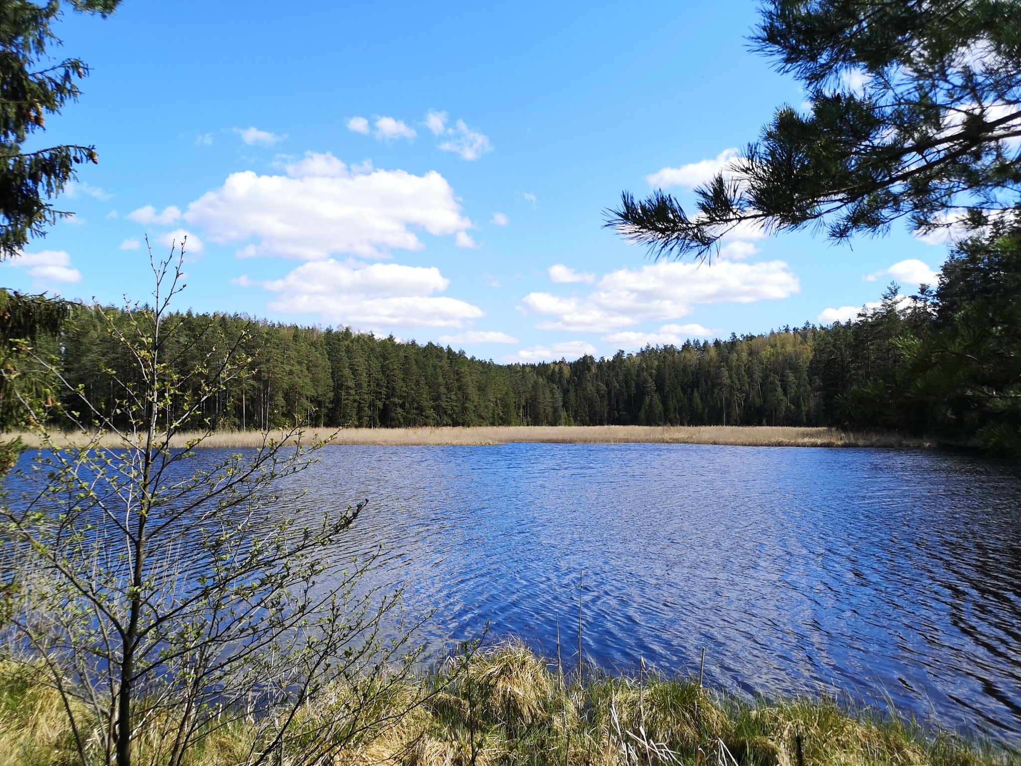 Kleiner See im Wald