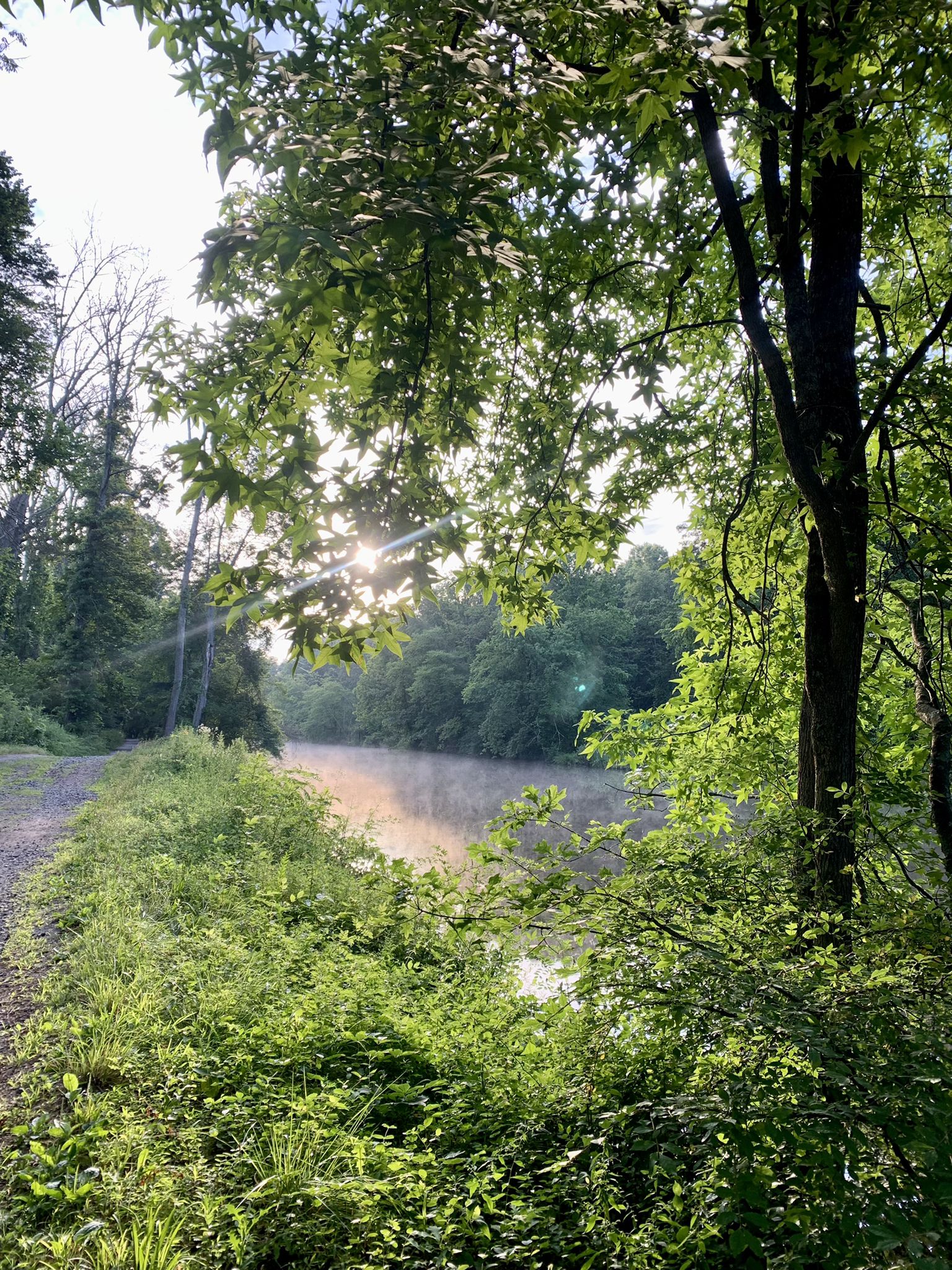 Bright morning sun shines through green leaves over a misty canal. - D&R Canal Bridge – Turning Basin Park Bridge loop from MarketFair