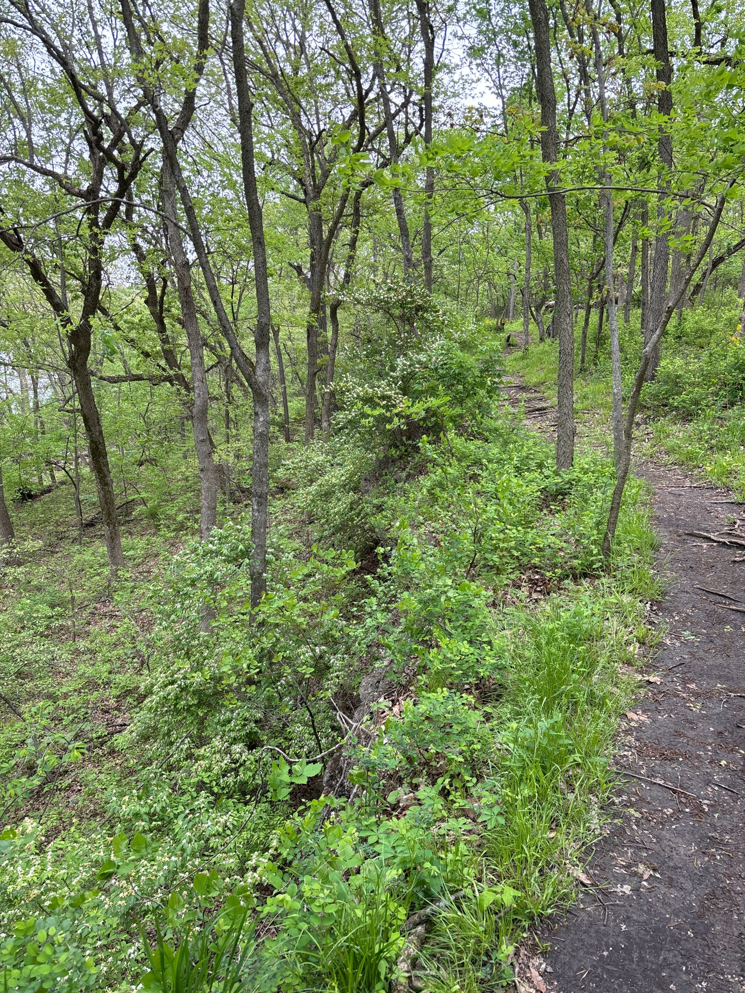 Dirt path on a steep, green hillside within a lush, verdant forest. - Upper Rock Ledges Trail