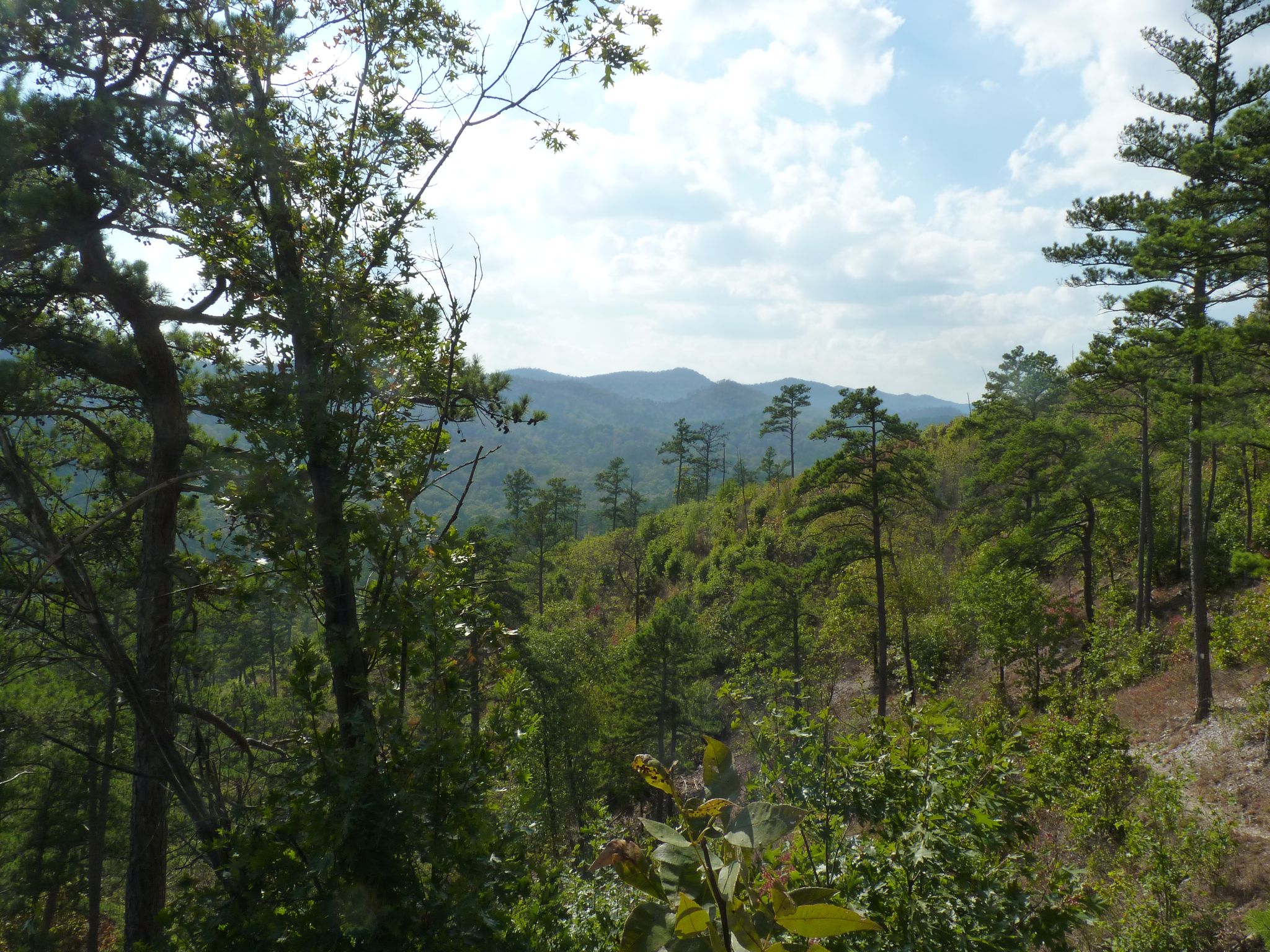 Panoramic view of dense green forests and distant hazy mountains. - Long Creek Crossing – Brush Heap Mountain Junction loop from Leader Saddle