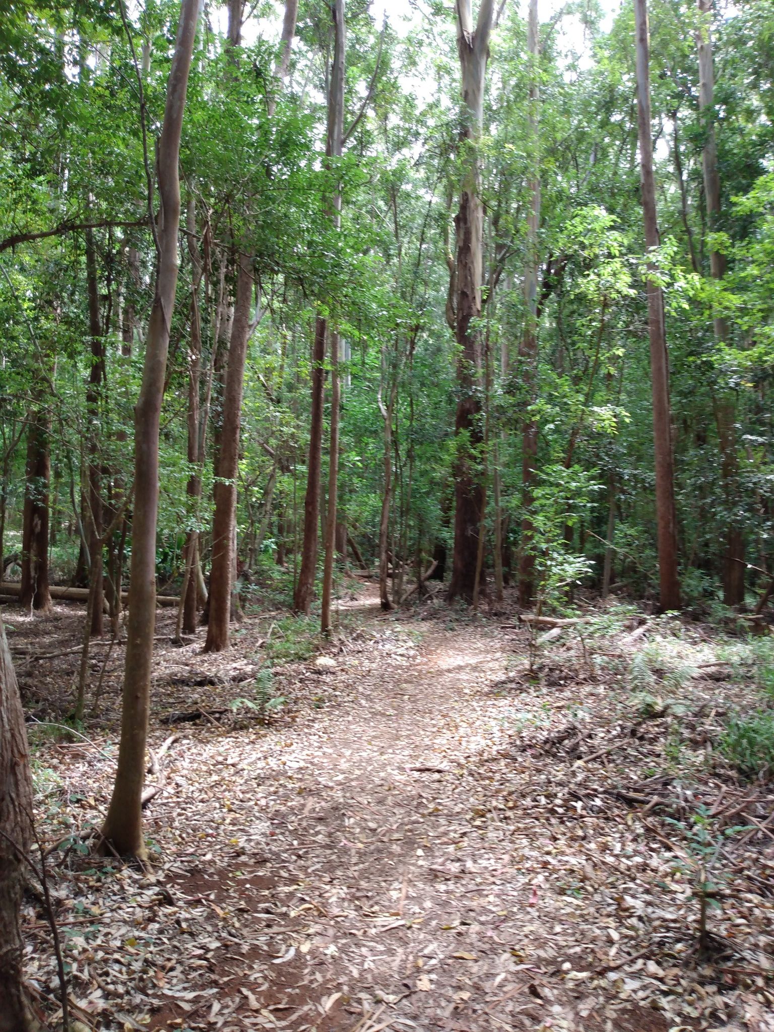 A dappled sunlight path winding through a dense, tall forest. - Kahakapao Loop Trail