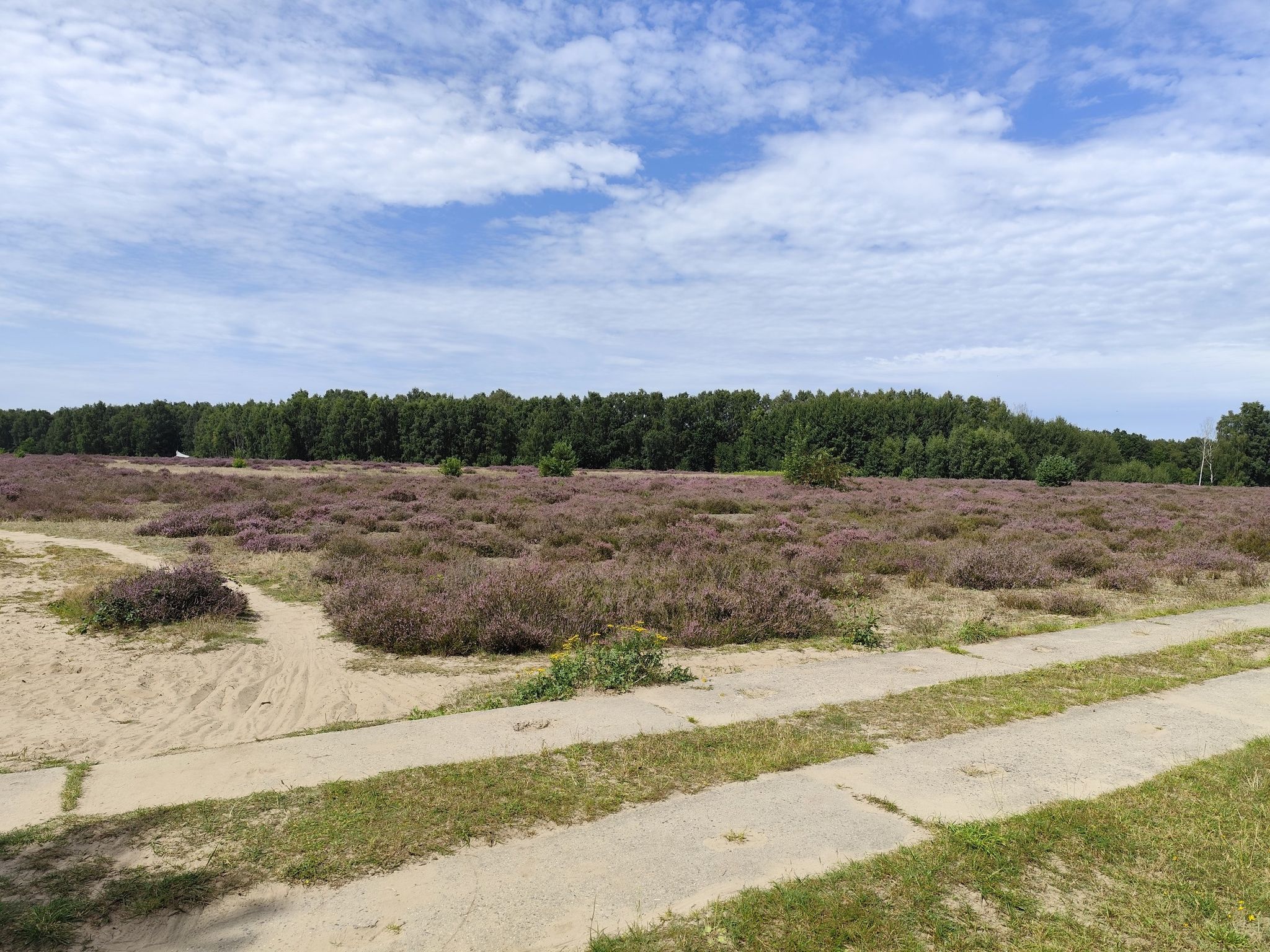 In der Palinger Heide