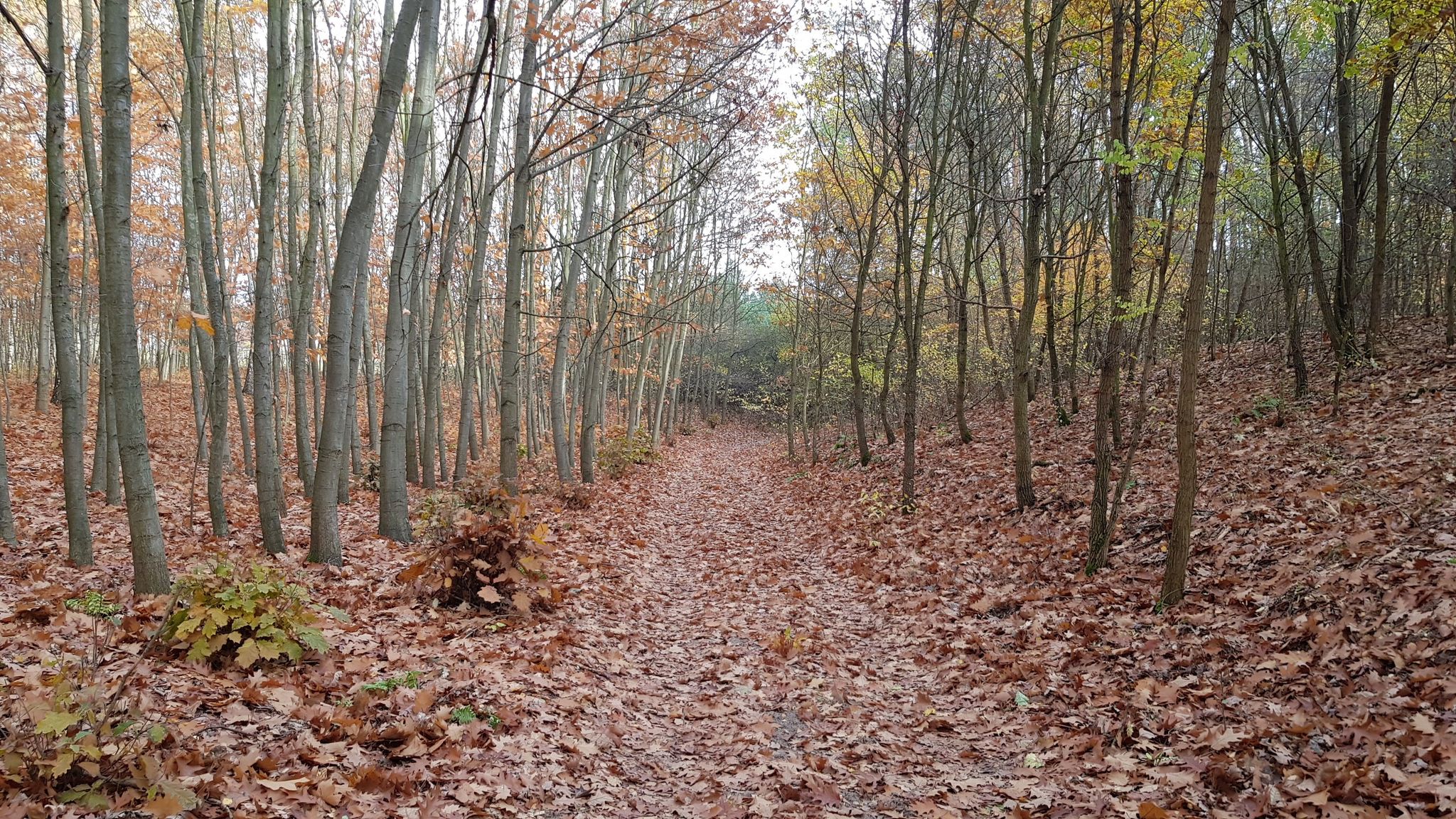 Autumn leaves carpet