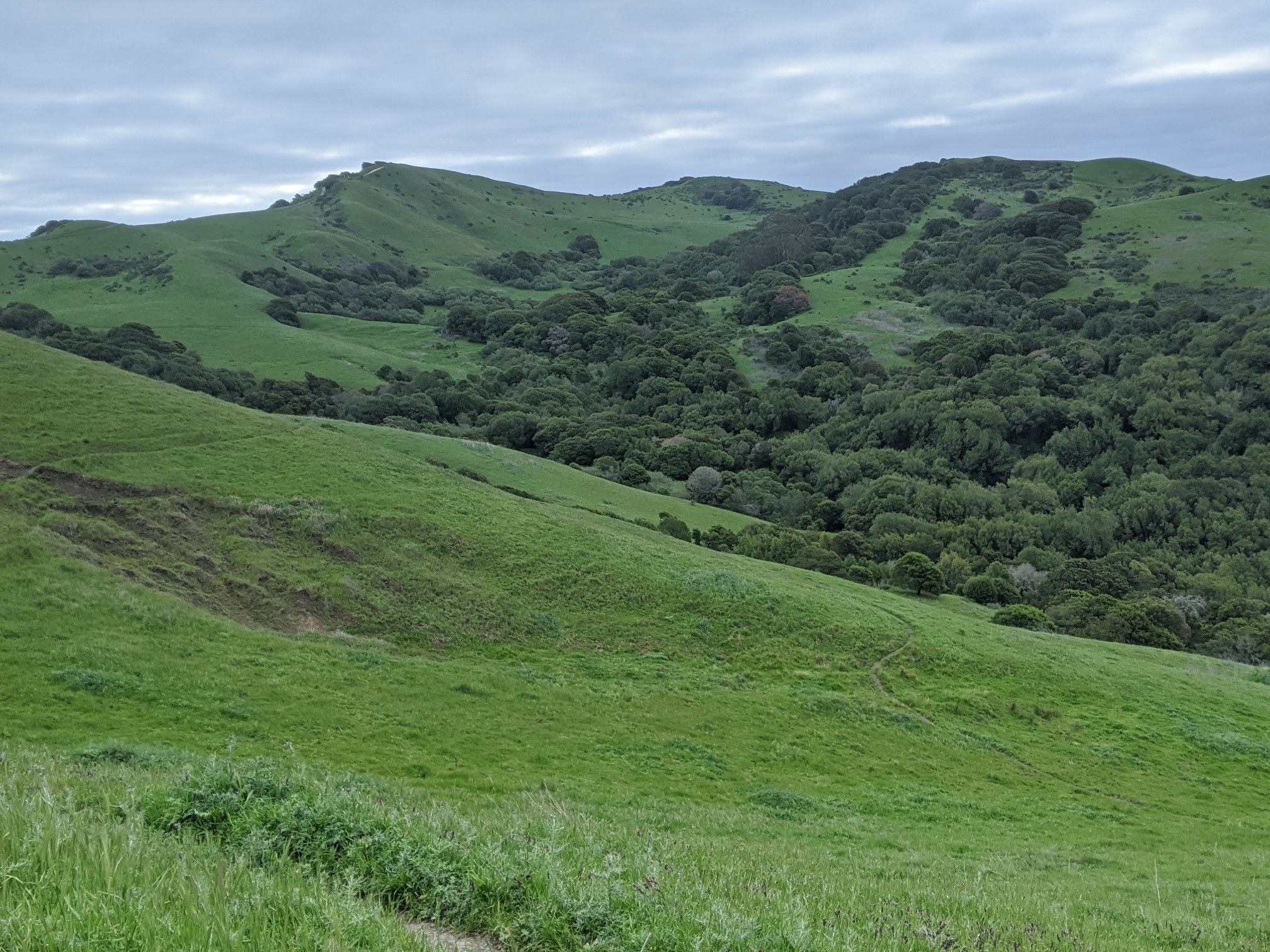 Lush green rolling hills surround a valley filled with dense trees. - Wildcat Canyon Regional Park – Wildcat Creek Trail loop from Wildcat Canyon Regional Park