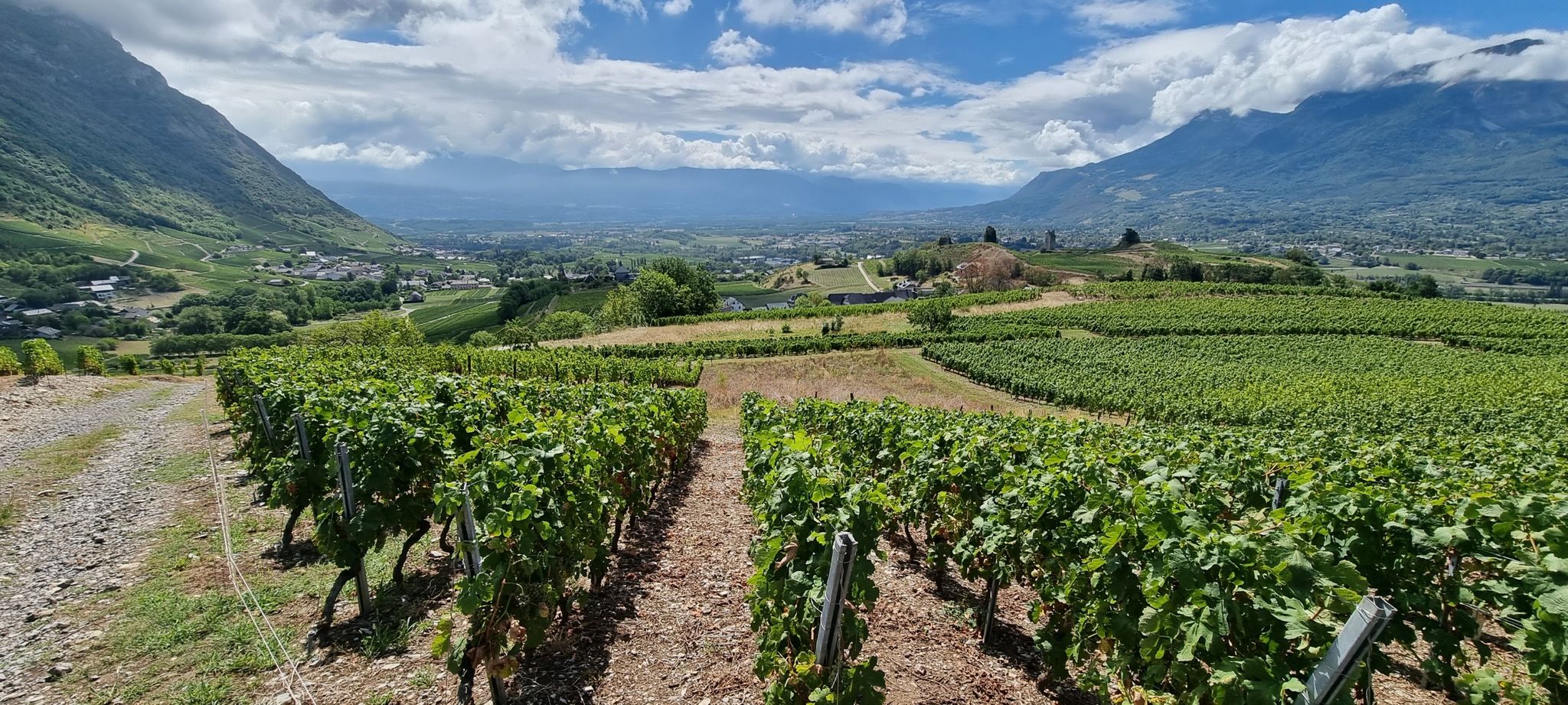 panorama sur les vignes