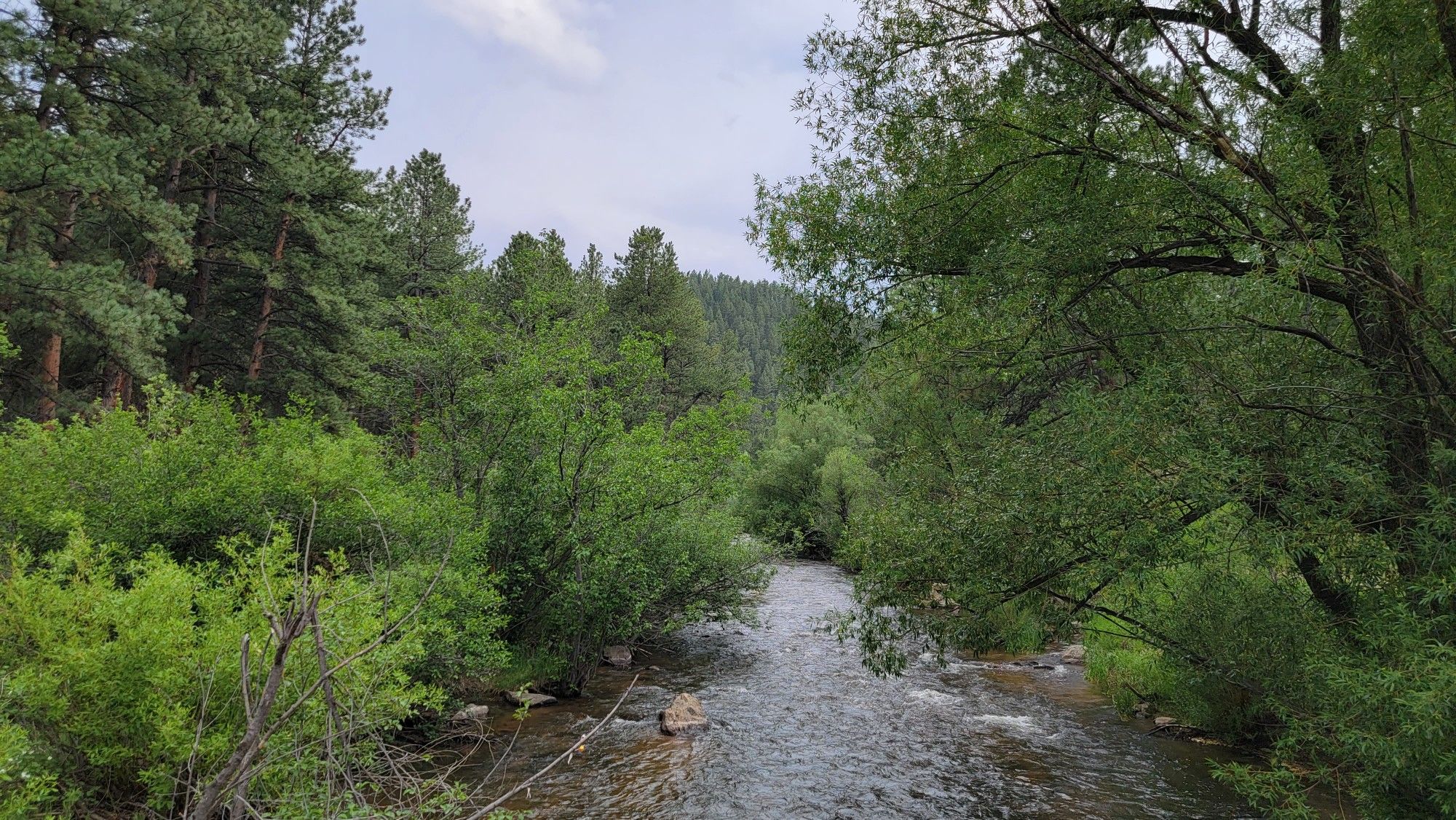 A flowing river winding through dense green forest under an overcast sky. - Meadow View Loop