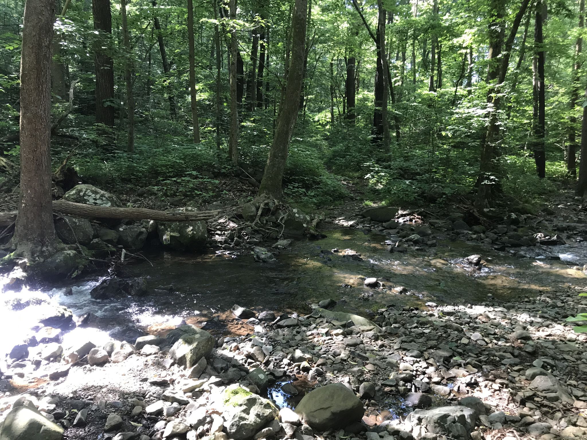 A rocky stream flows through a sun-dappled forest with fallen logs. - Elkwallow Wayside loop from Pass Mountain