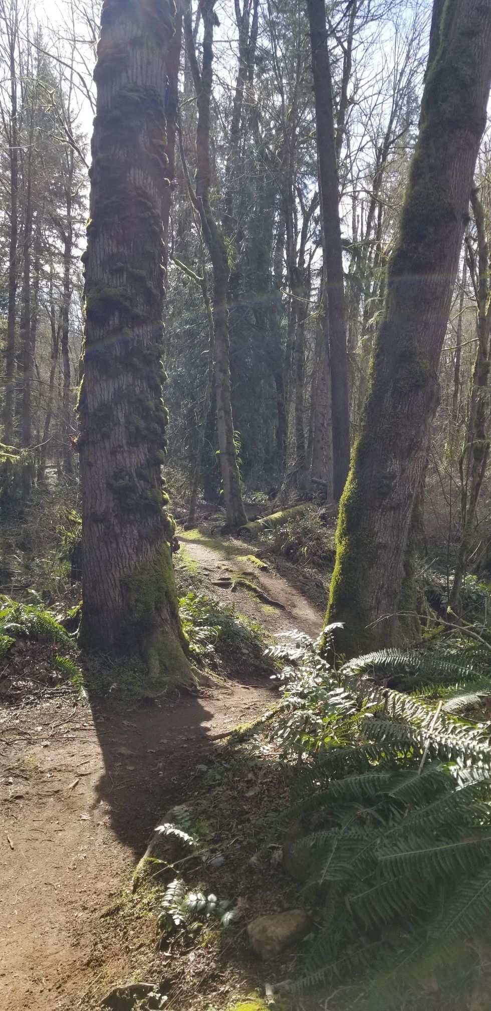 Dirt path winding through a sunlit forest with mossy trees. - Soaring Eagle Outer Loop