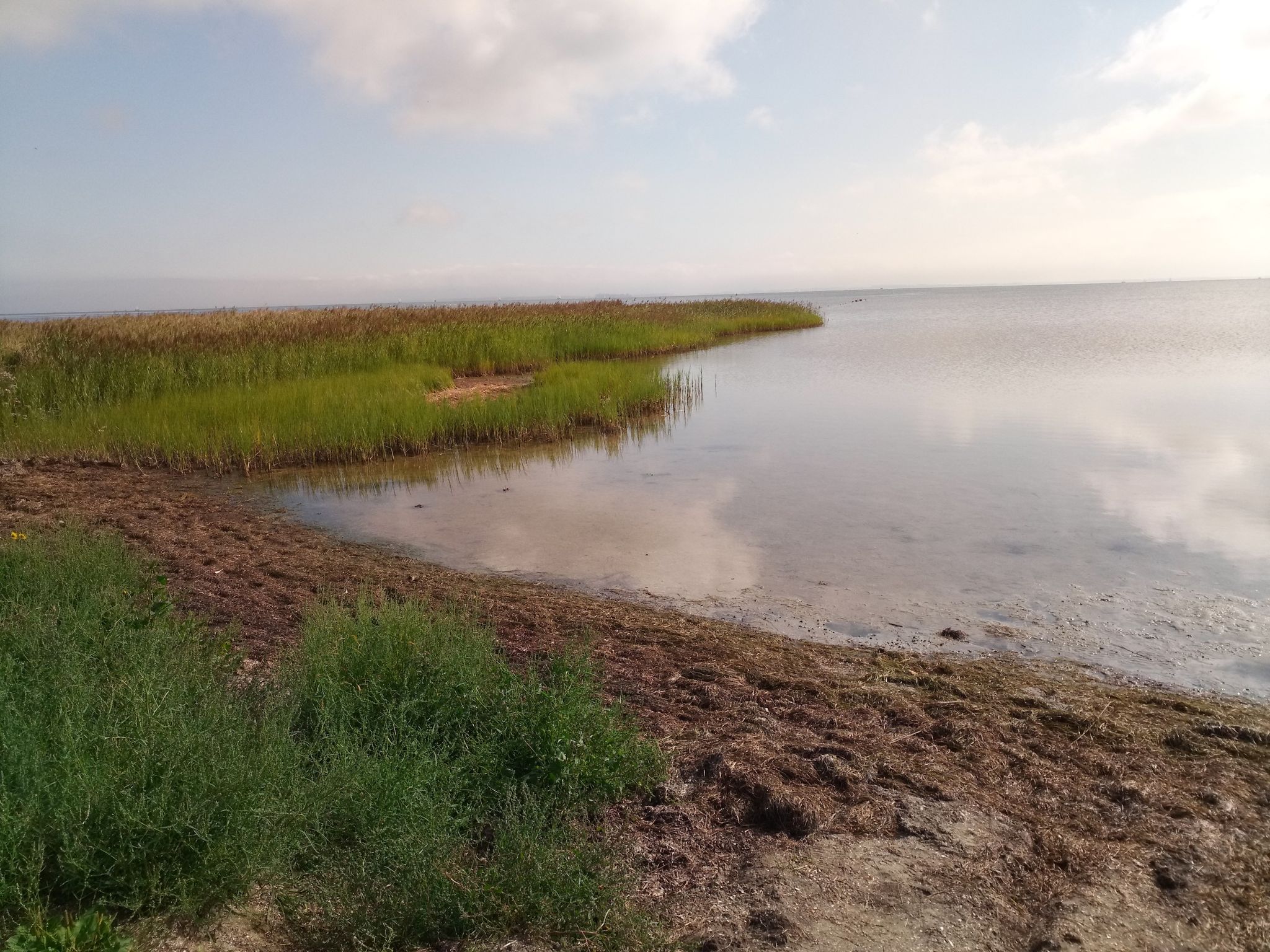 Hundestrand