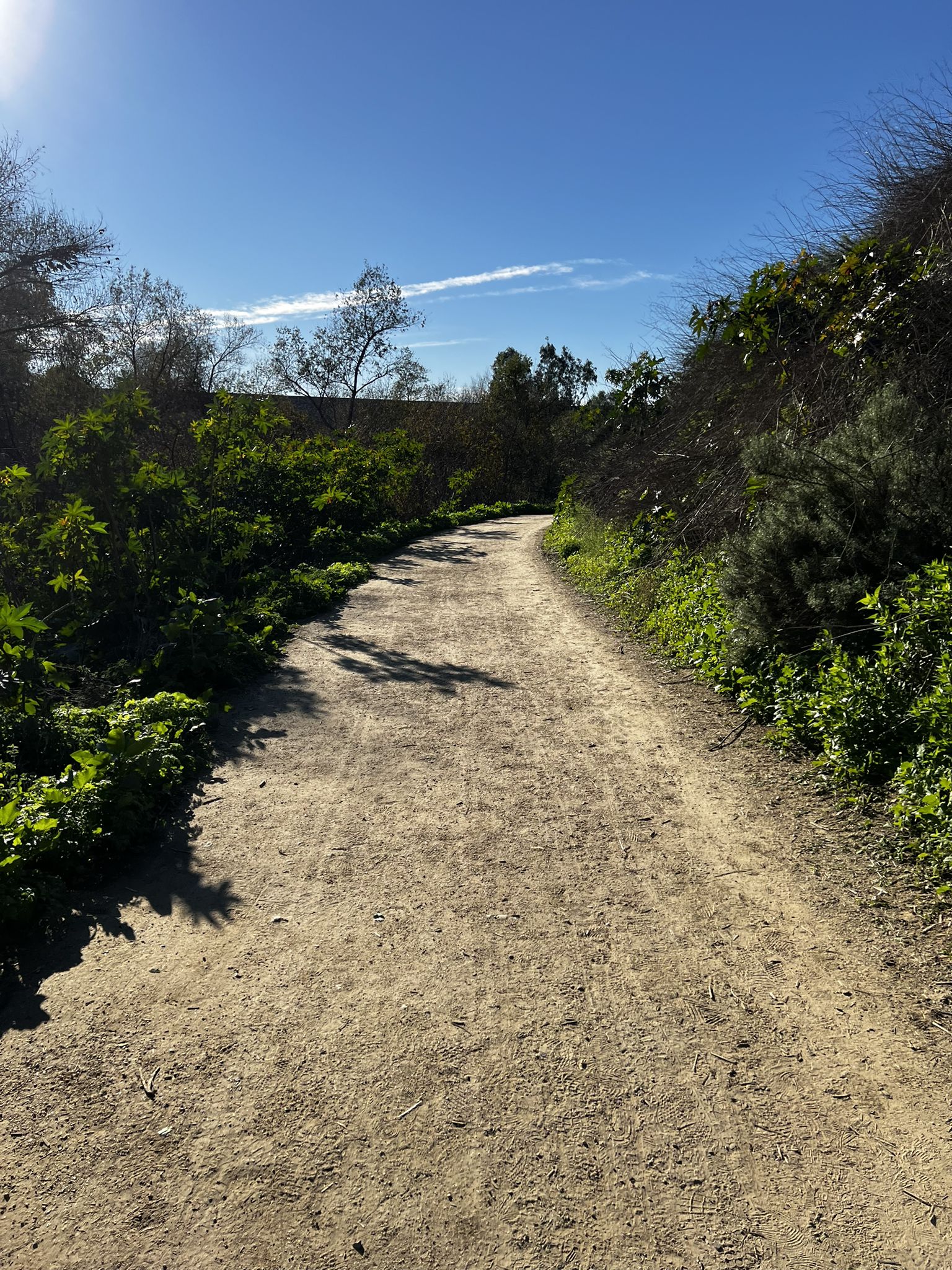 A dirt path bordered by green bushes and trees under a clear blue sky. - Redwood Trail and Carbon Canyon Dam Loop