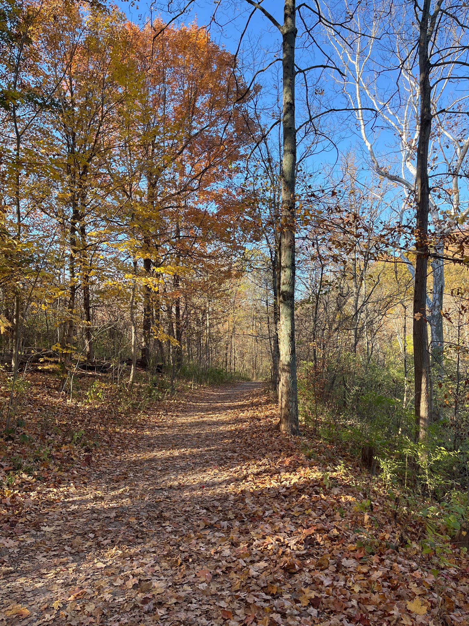 Leaf-covered forest path surrounded by vibrant autumn trees under blue sky. - Sharon Woods Lake Trail