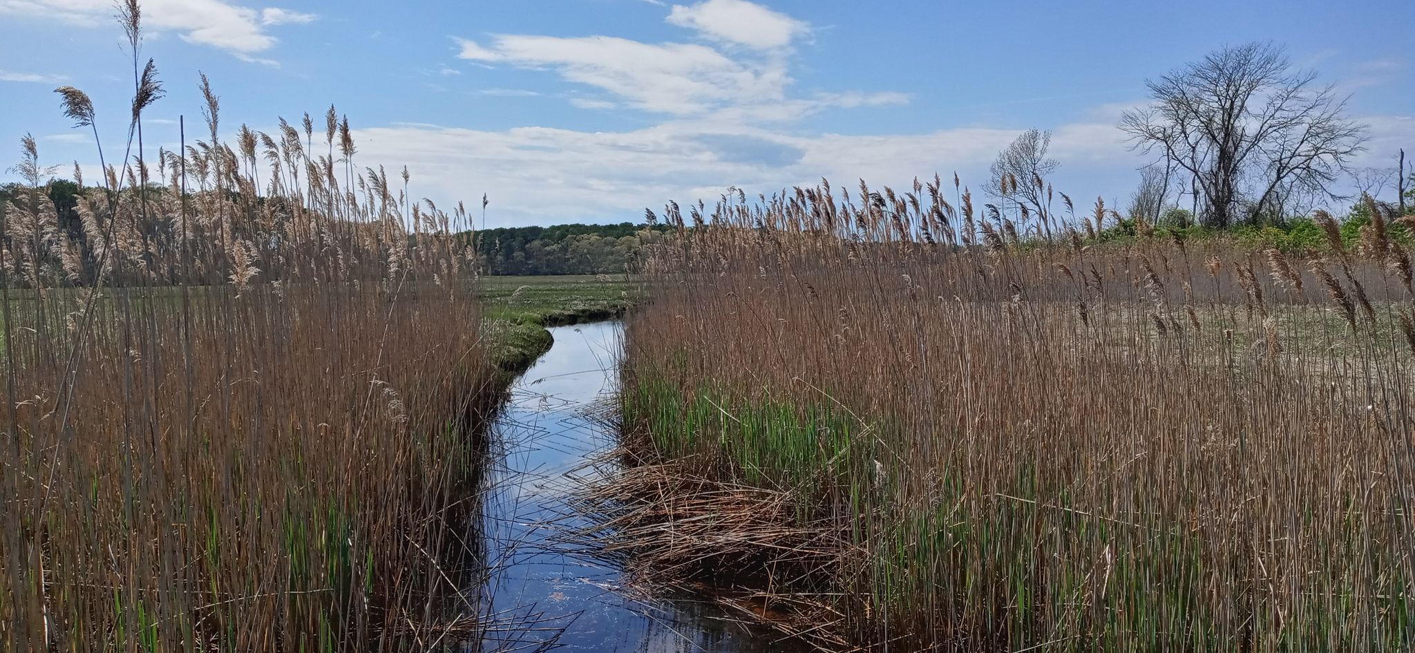 Narrow stream winding through tall reeds under a bright, partly cloudy sky. - Cape Cod Rail Trail and Harwich Port Loop