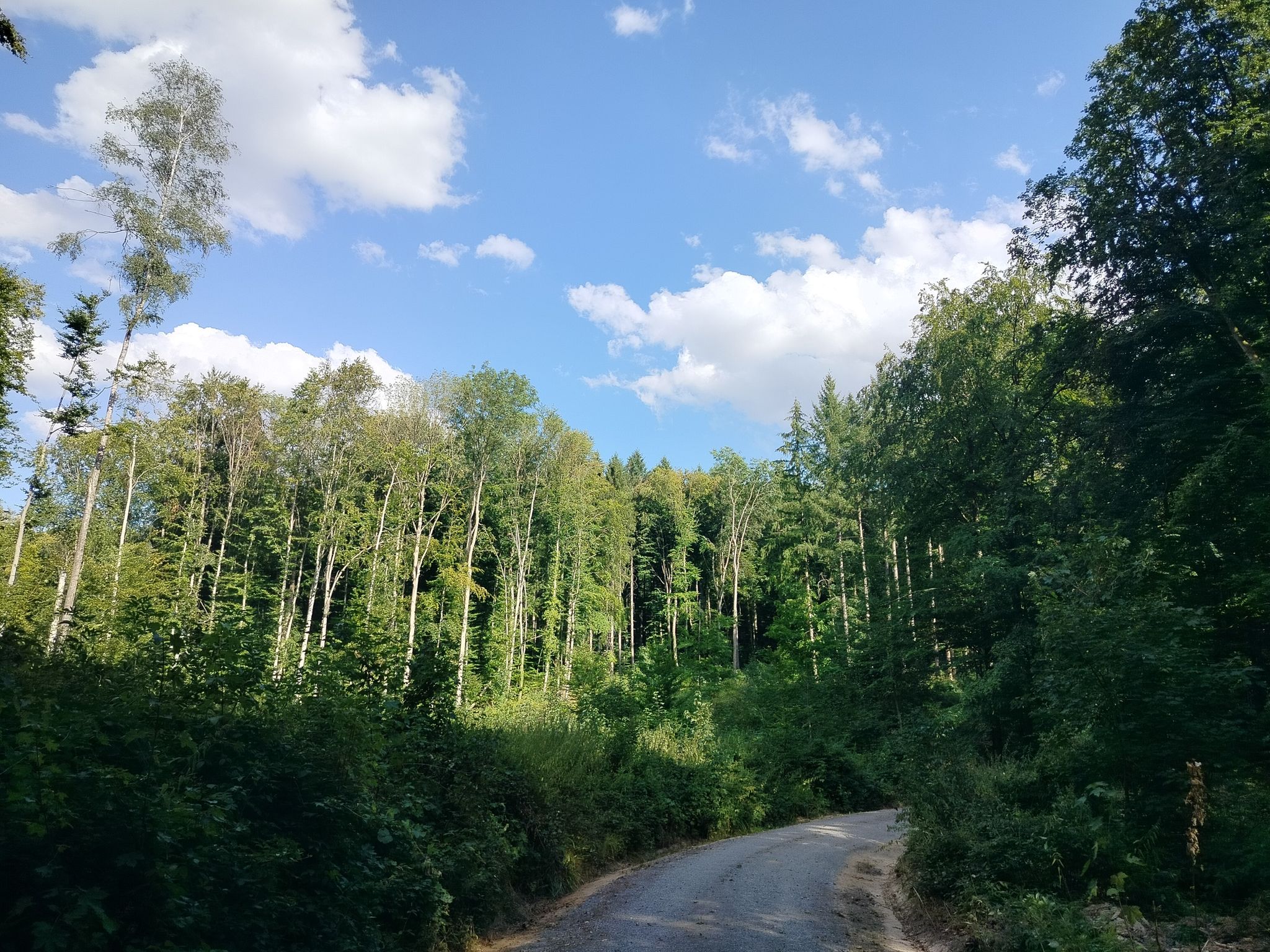 🌤️