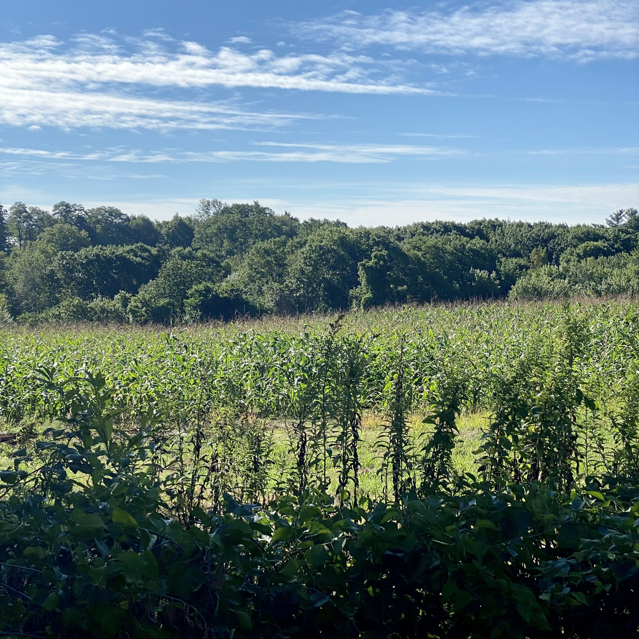 Lush green field with rows of plants, backed by a dense forest. - John Greenleaf Whittier Bridge – Chain Bridge and Deer Island loop from Bradford