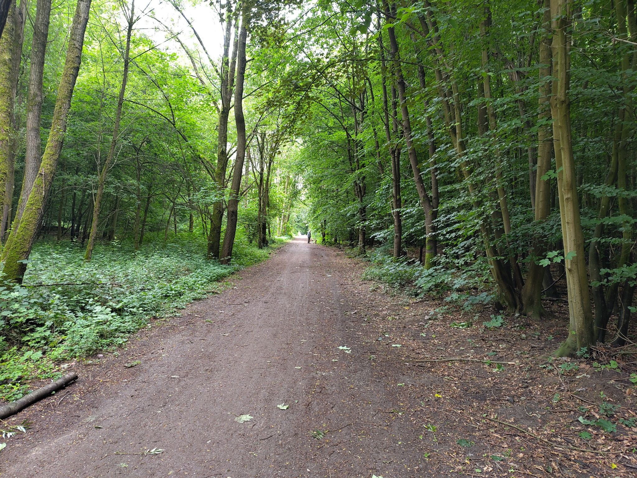 Bürgerbusch