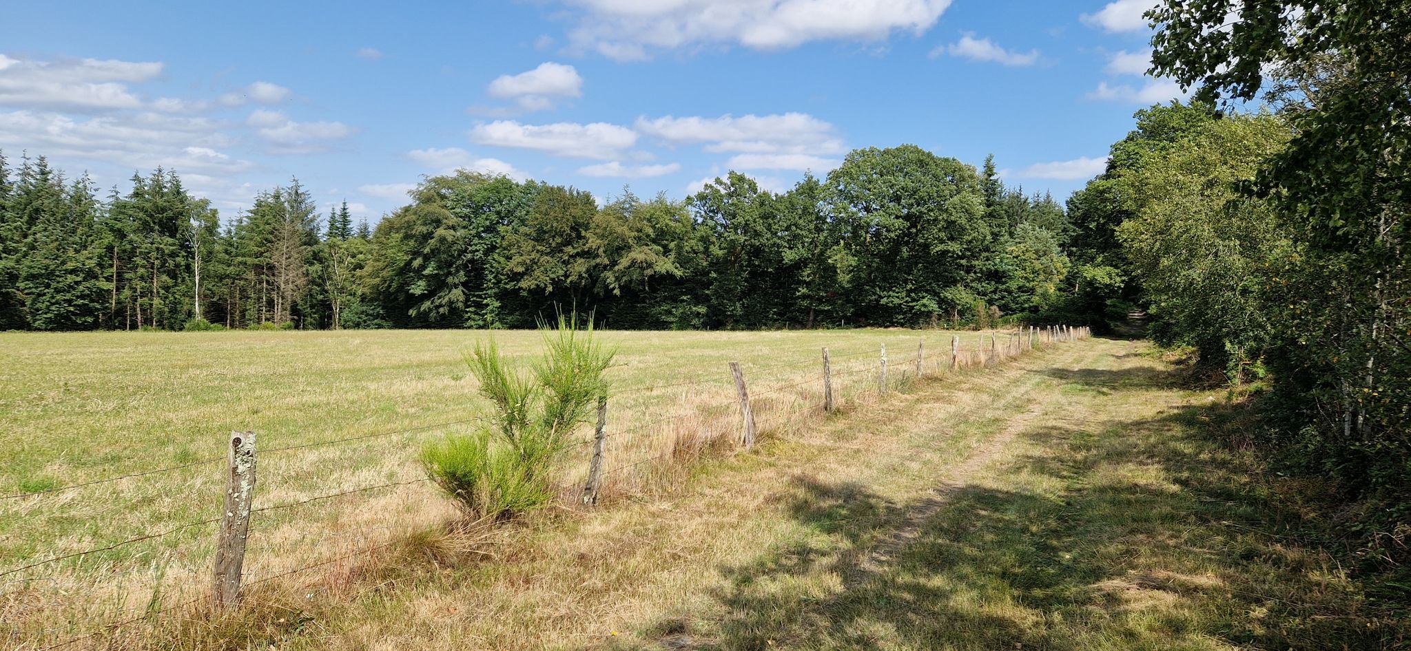 entre foret et chzmps.