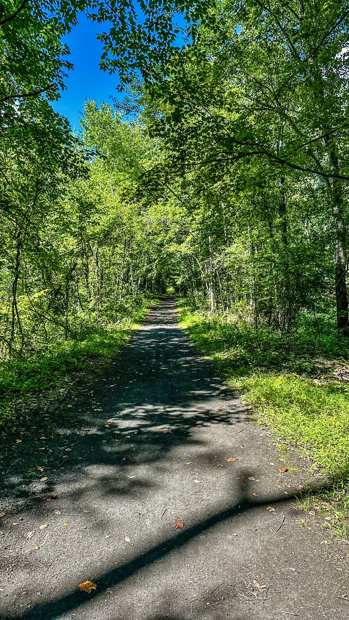 Shaded dirt path winding through a dense, sunlit green forest. - Whites Pond – Kittatinny Valley Park loop from Andover