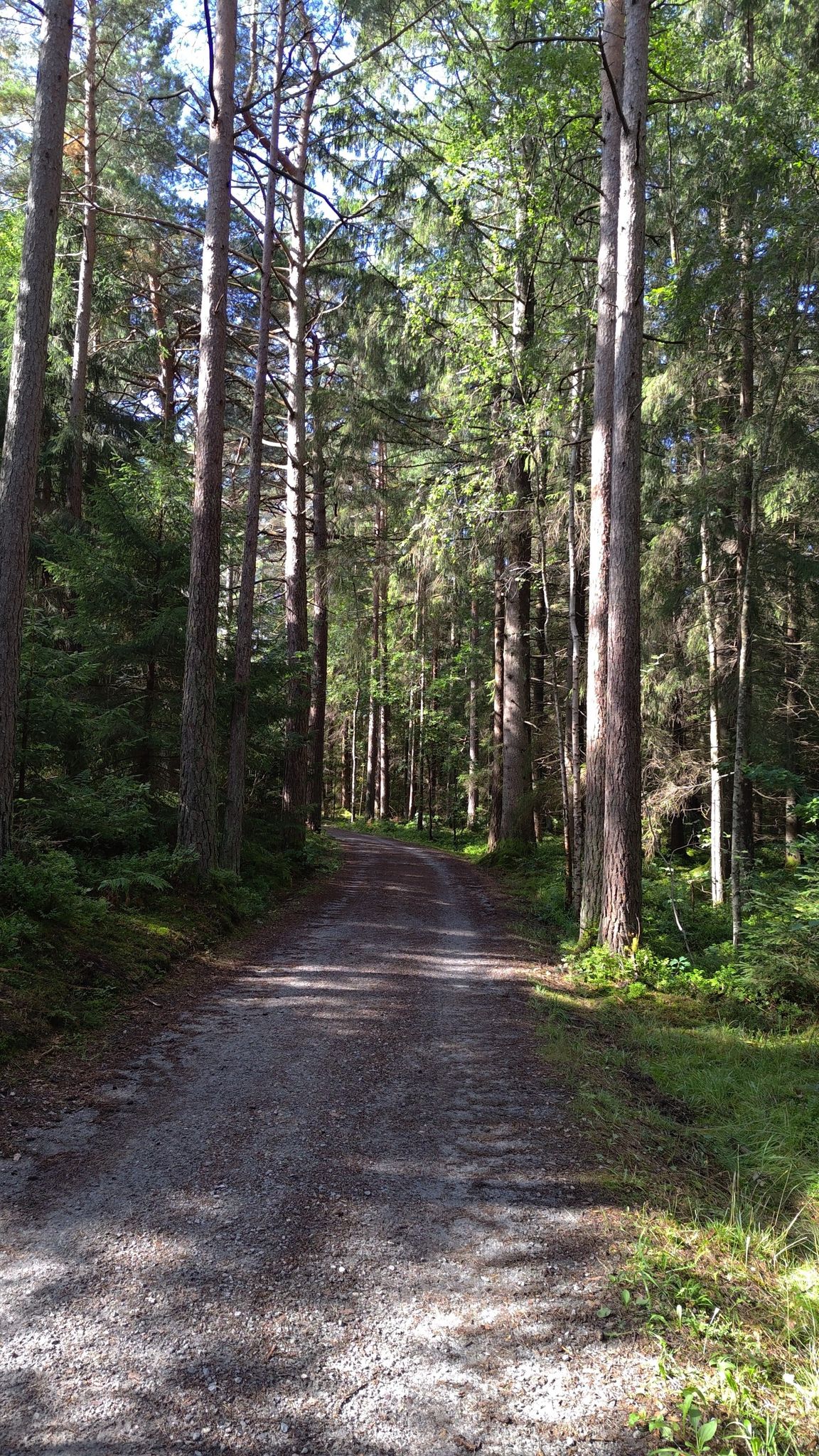 Berga skog