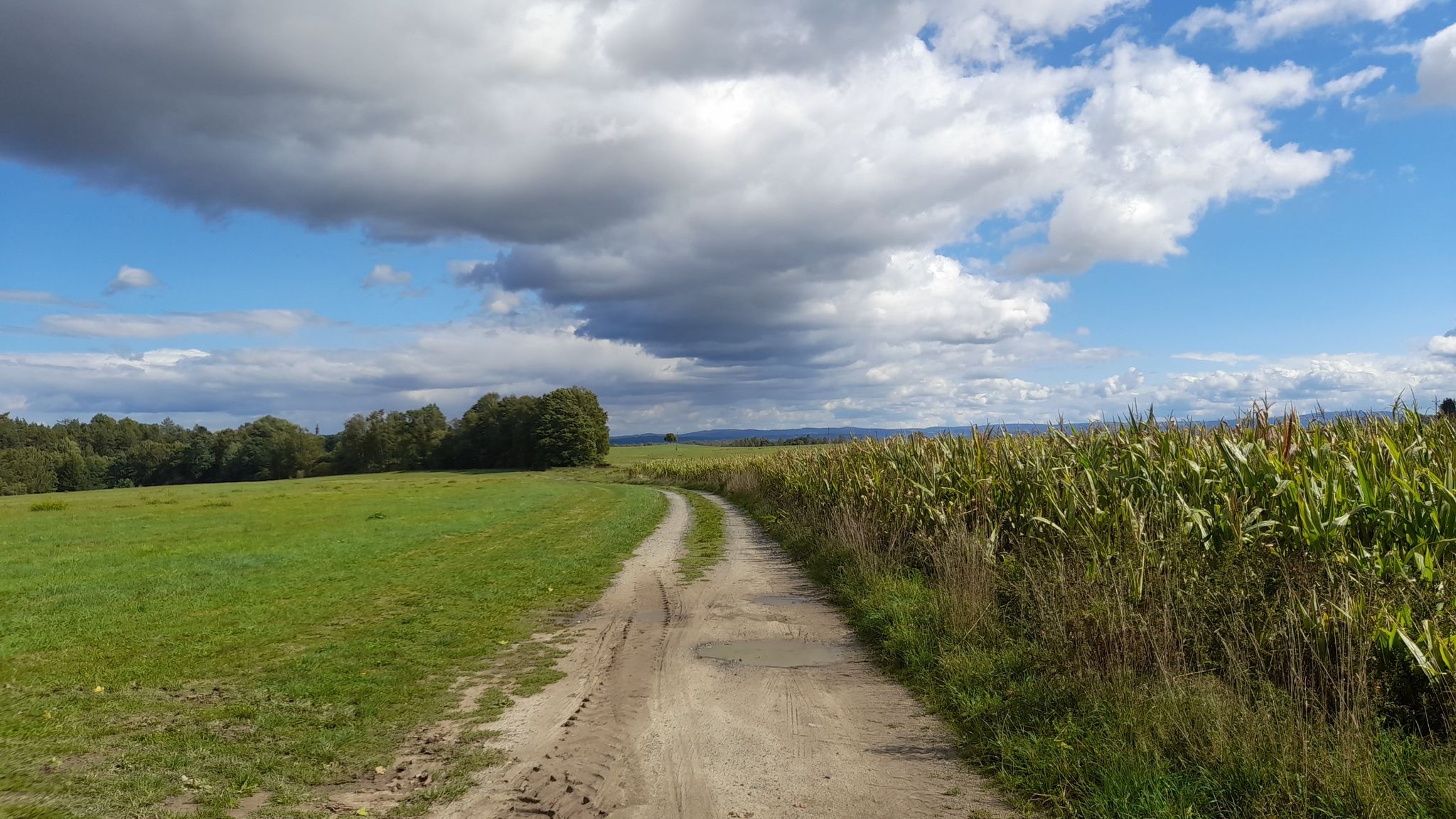 Am Maisfeld