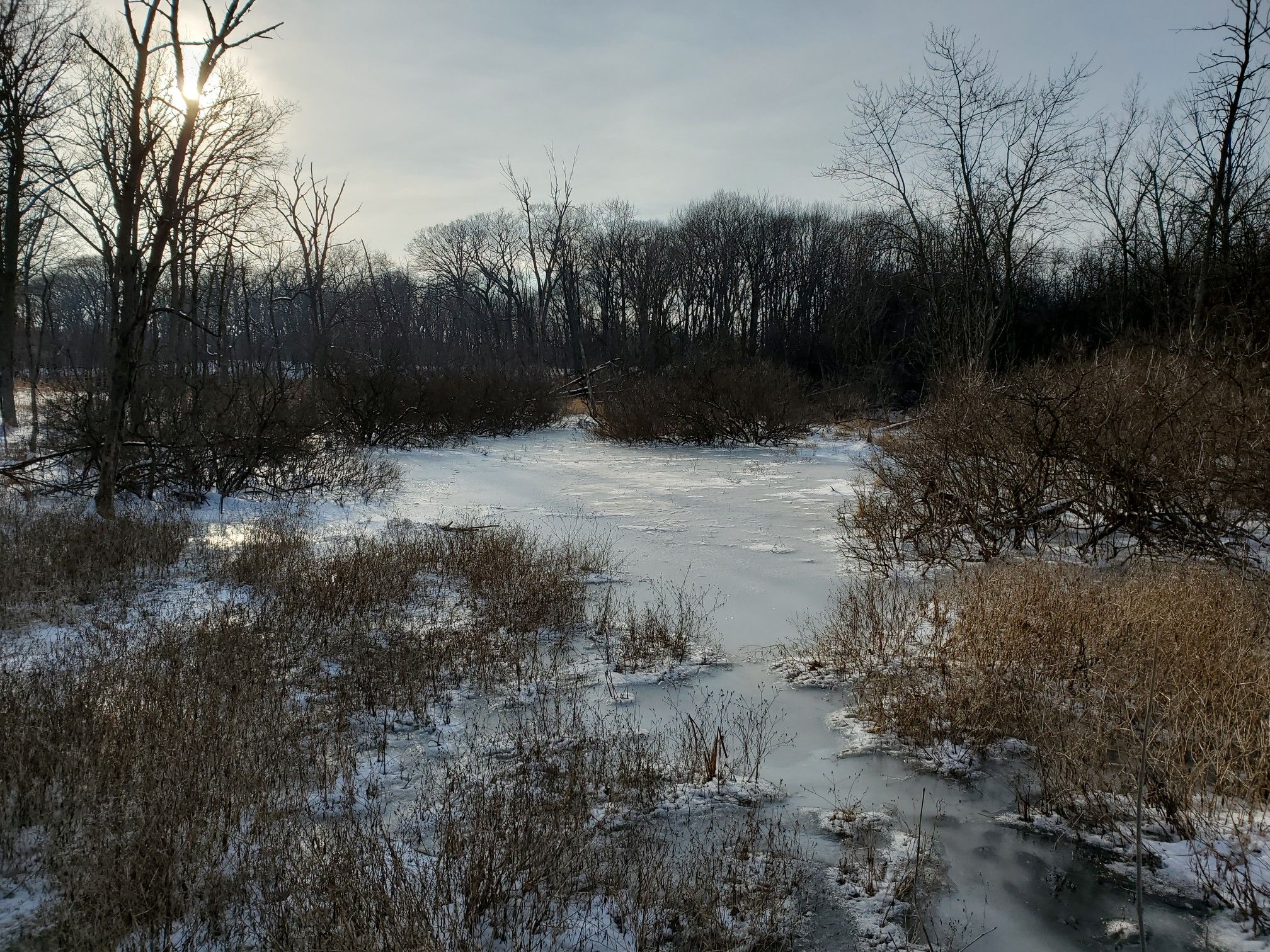 A frozen, snow-covered marsh with bare trees and bright sunlight. - Danada-Herrick Lake Regional Trail