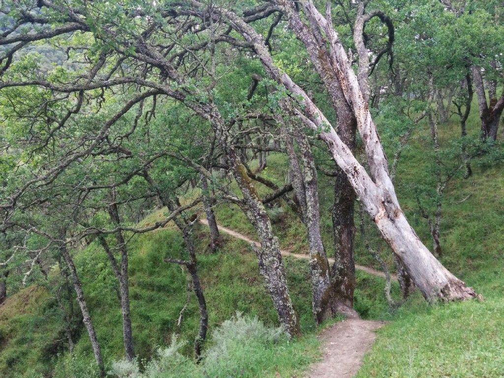 A winding dirt path through a green forest with gnarled trees. - Camille To Sulphur Creek
