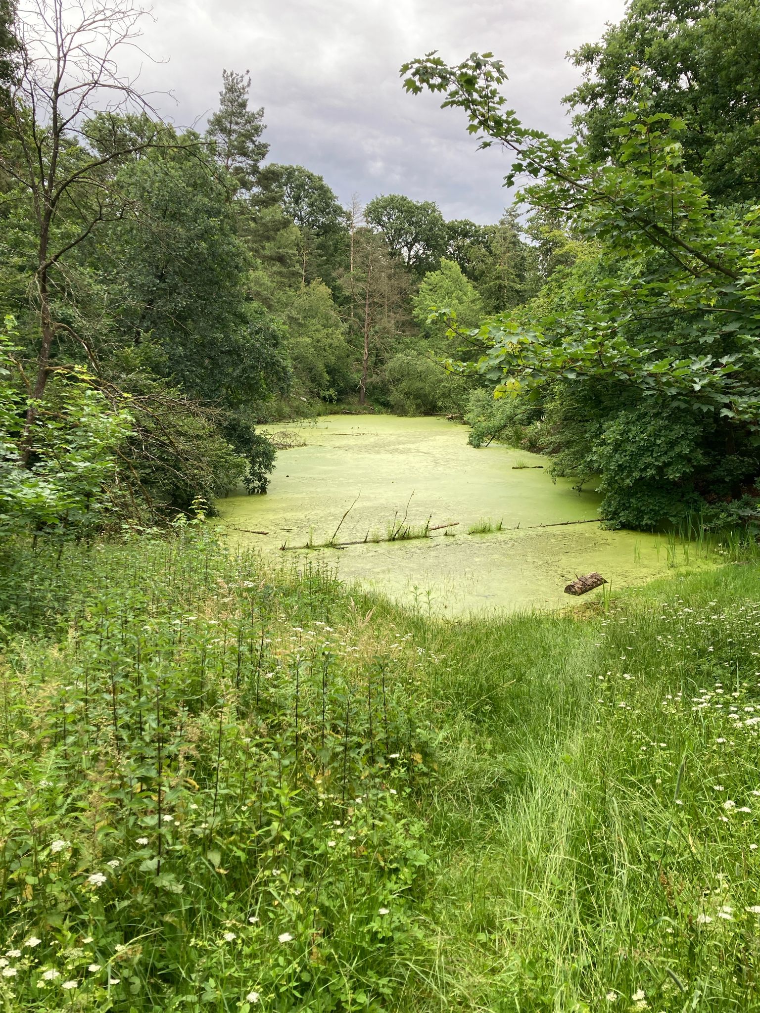 Der Weissensee hat wieder mehr Wasser, nun aber eine andere Herausforderung: Übermenge an Wasserlinsen (Entengrütze)