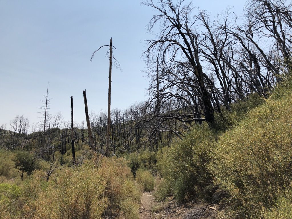A narrow dirt path winds through a landscape of dead trees and green bushes. - Vetter Mountain Fire Lookout Tower – Angeles National Forest