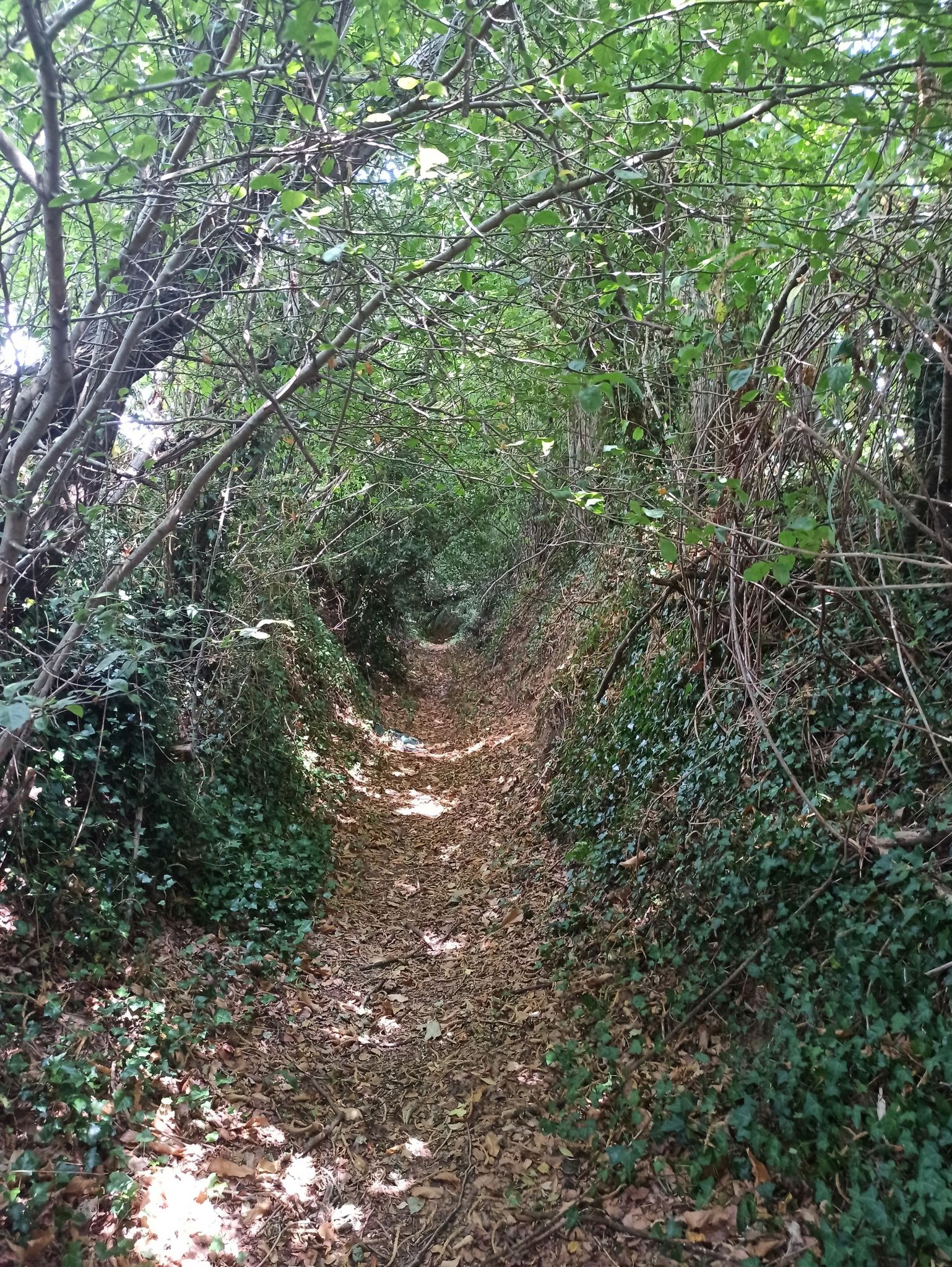 Sentier très boisé