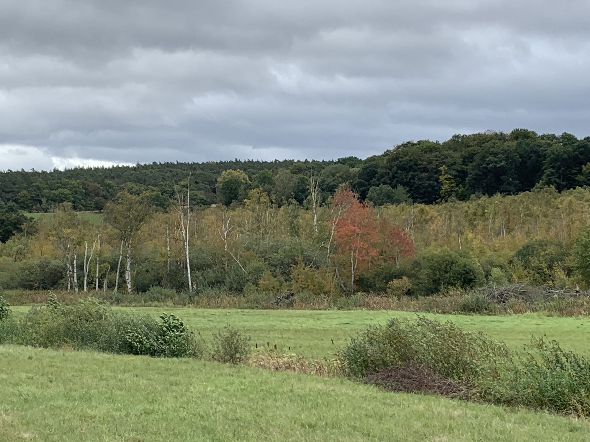 Moorfläche bei Großenmoor