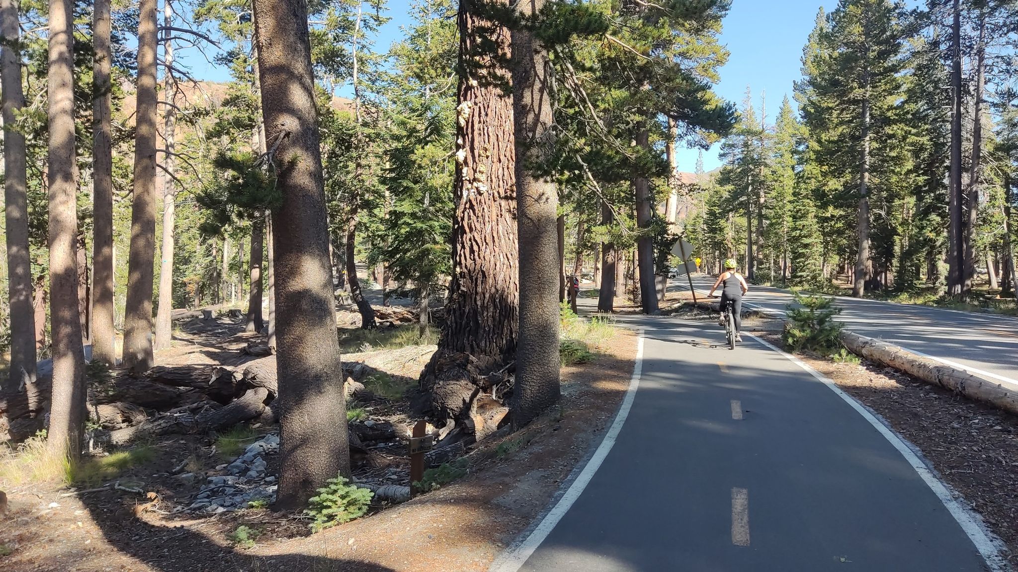 A person cycles on a paved path through a sunny pine forest. - Lakes Basin Path