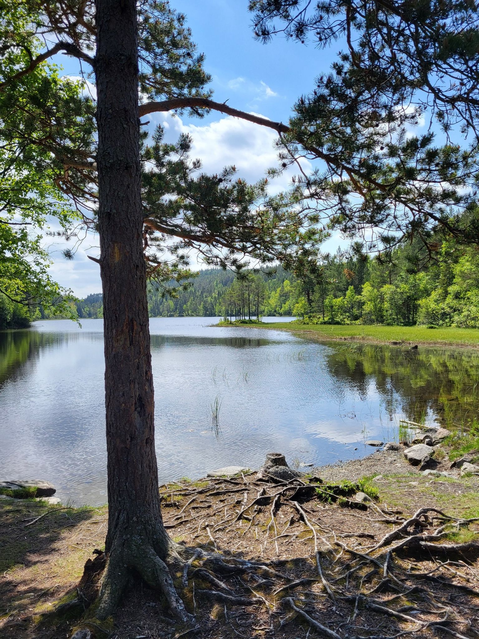 Einsamer Waldsee.