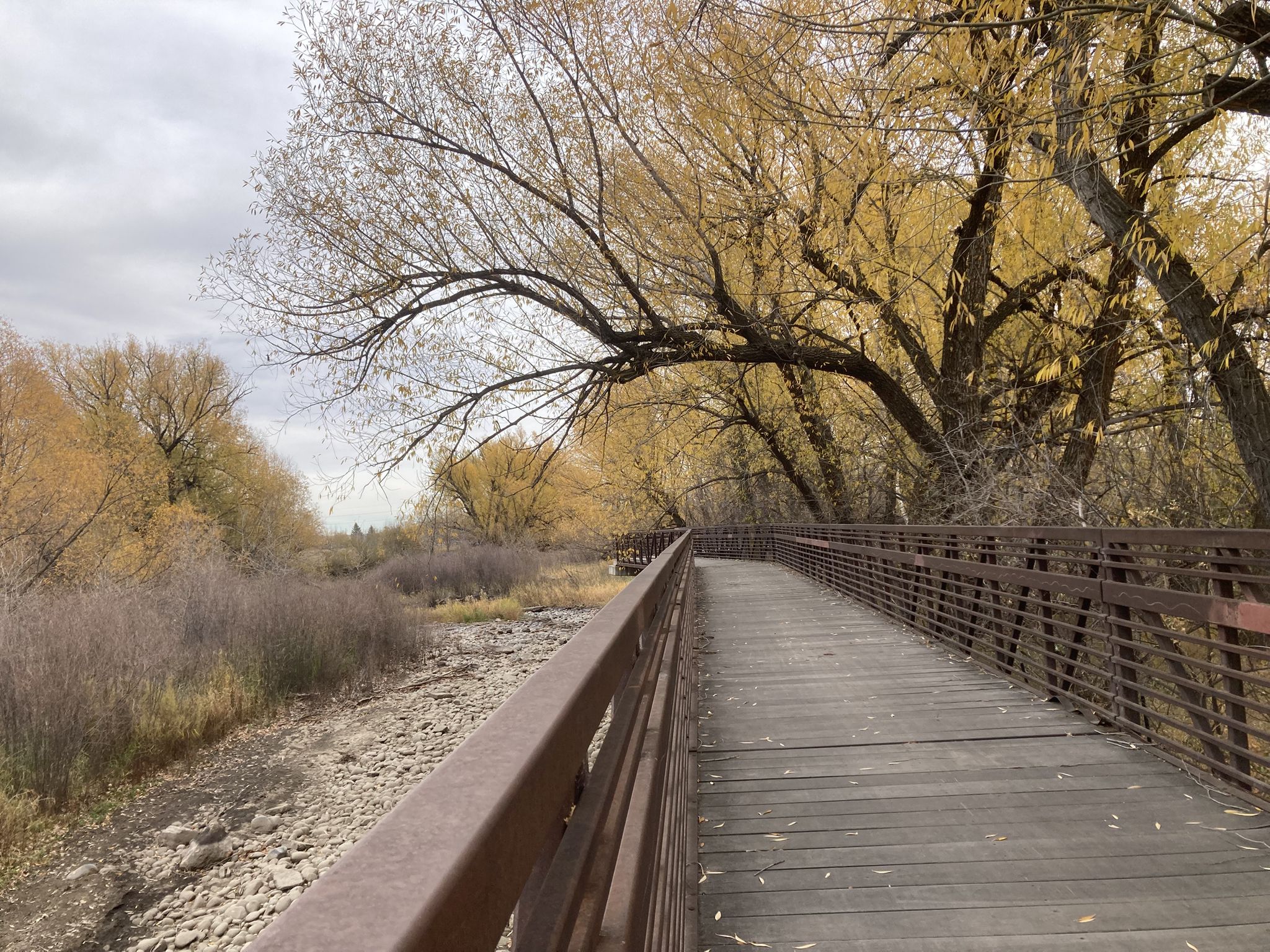 Boardwalk next to a dry riverbed, surrounded by yellow autumn trees. - Poudre Trail – Cache la Poudre River loop from Cache la Poudre River