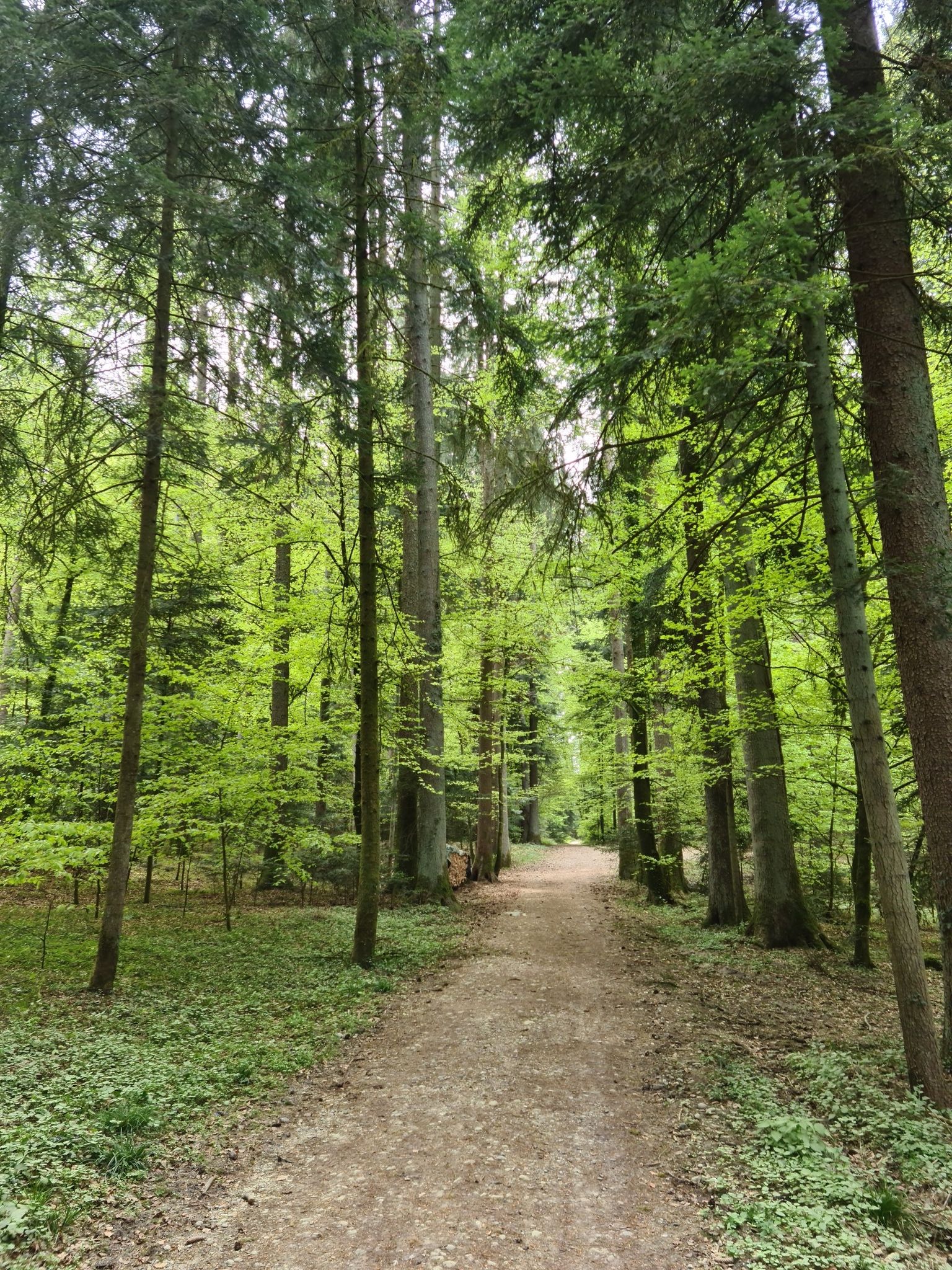 Büetiger Wald