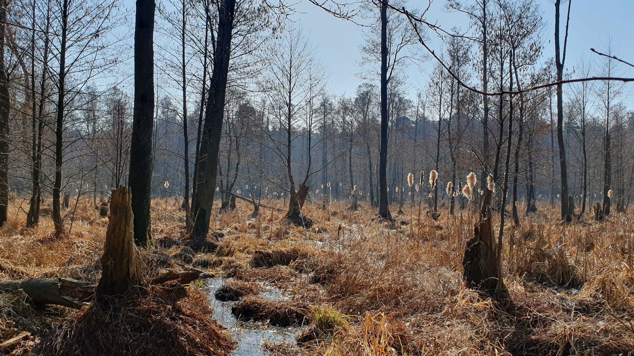 Bagna przy Kępie Barcickiej