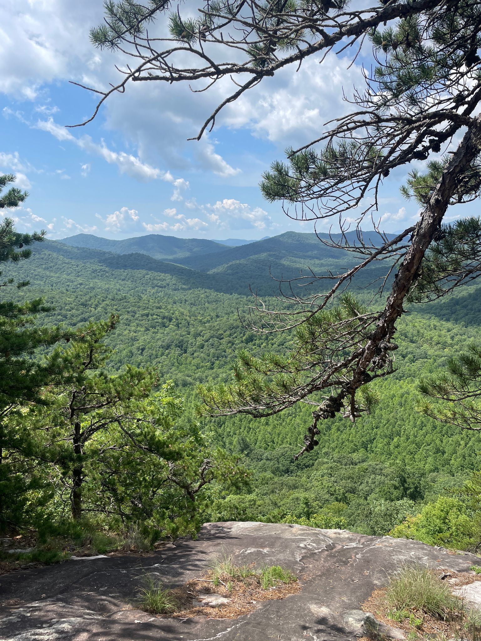 Sunny view of green rolling mountains from a rocky overlook with pine branches. - Laurel Mountain – View from Pilot Rock loop from Pilot Rock