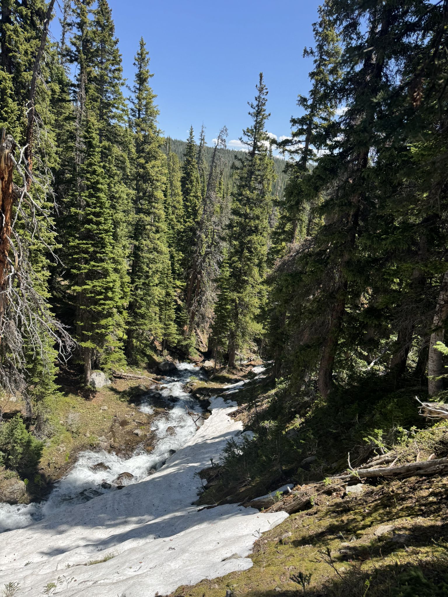Sunny forest stream with snow patches flowing through tall pine trees. - Forest Lakes Trail