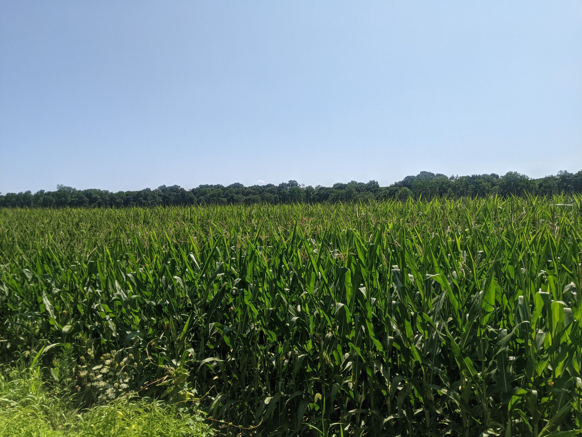 Vast green cornfield under a clear blue sky with a distant treeline. - Kokosing Gap Trailhead loop from Danville