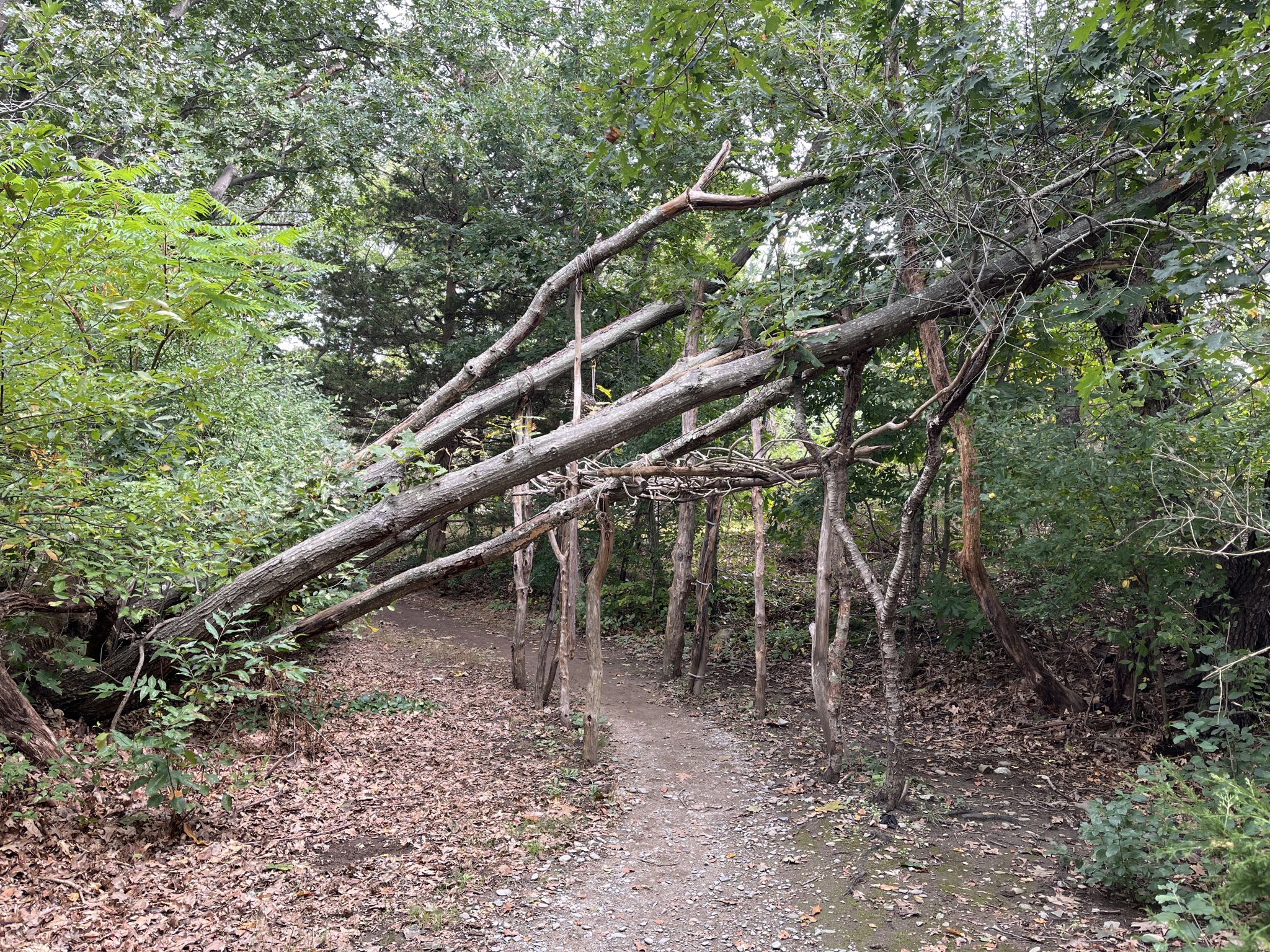 Fallen tree branches create a natural arch over a shaded forest path. - Bare Cove Park loop from Weymouth