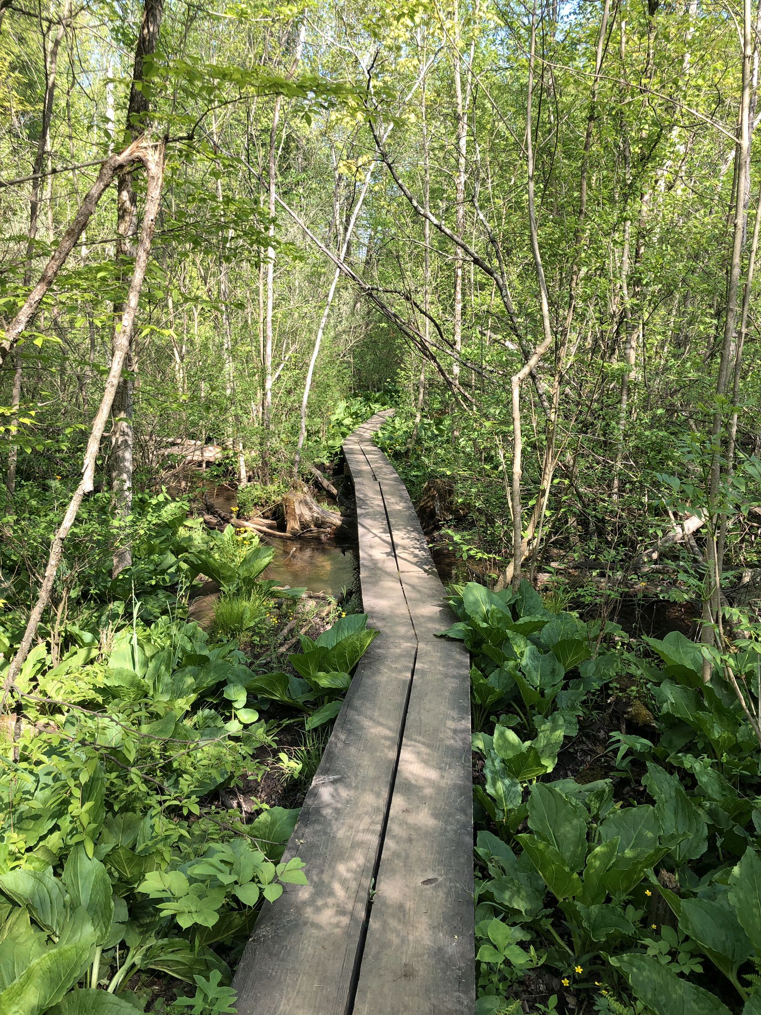 A long wooden boardwalk through a vibrant green, sun-dappled forest. - Inwood Rustic Blue and Orange Loop
