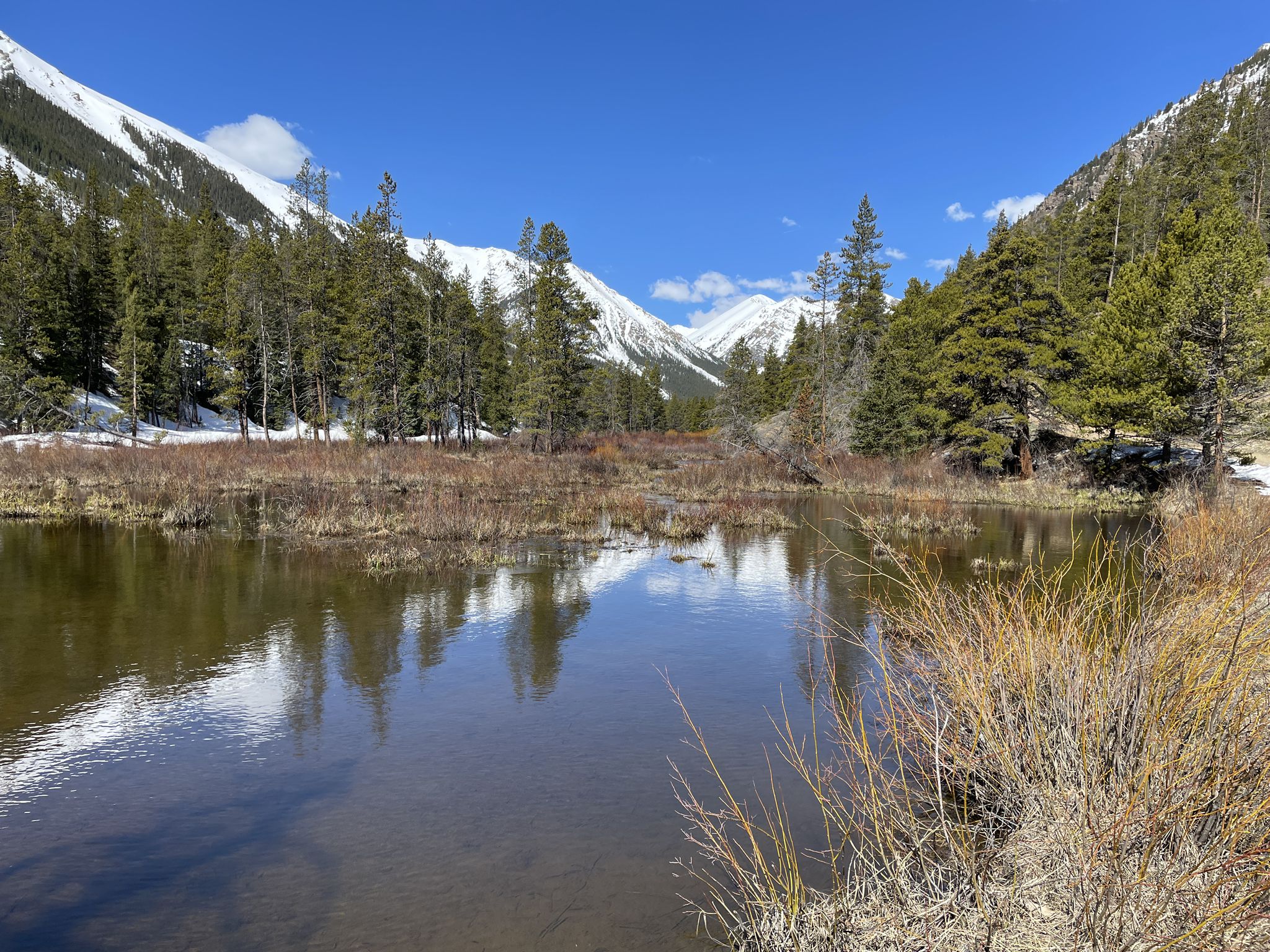 Clear pond reflecting snow-capped mountains and pine trees under blue sky. - Mount Massive Loop