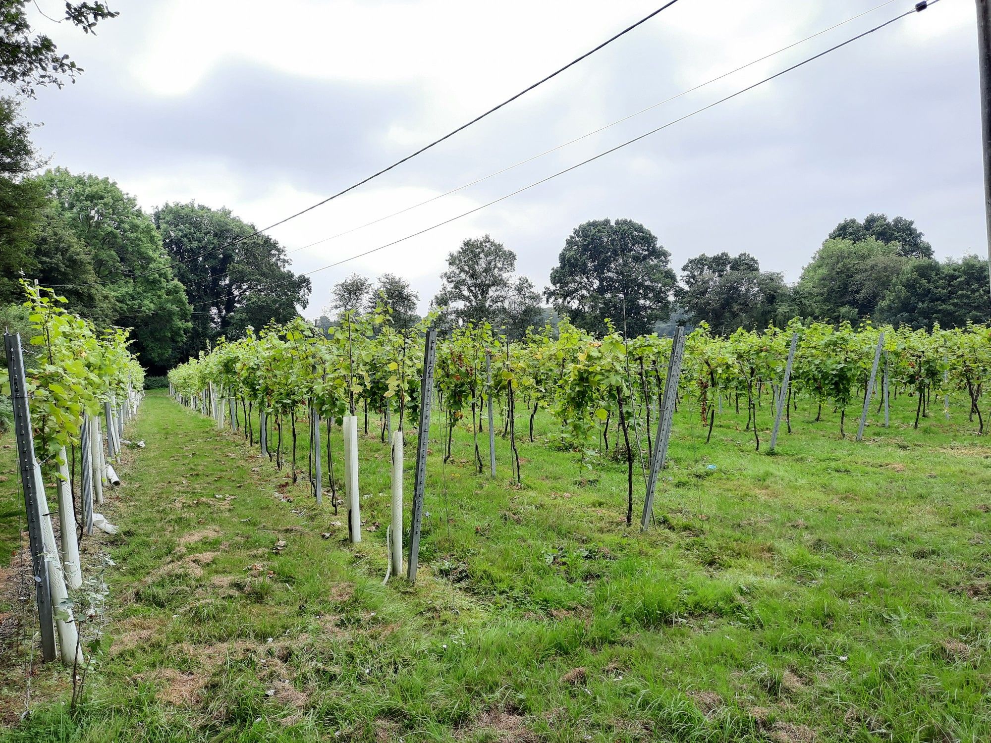 Bolney Vineyard