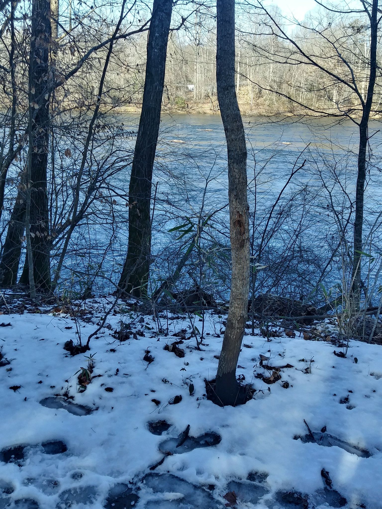 Snow-covered ground with footprints, bare trees, and a wide river beyond. - Riverbend Park Blue and Red Trail Loop