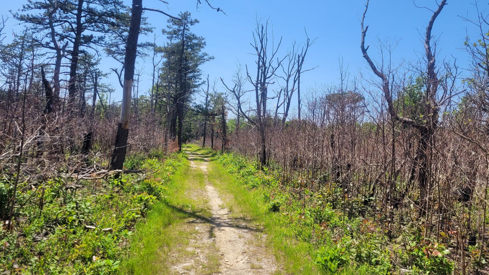A dirt path winds through a recovering forest with dead trees and new green growth. - Appalachian Trail: Big Flat Tower to Tom's Run Shelter
